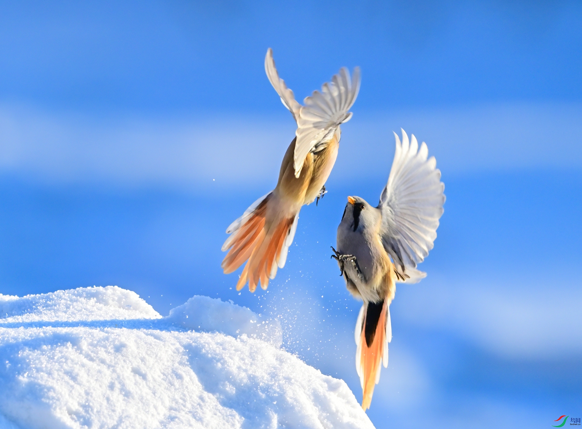 �����սѩɽ��