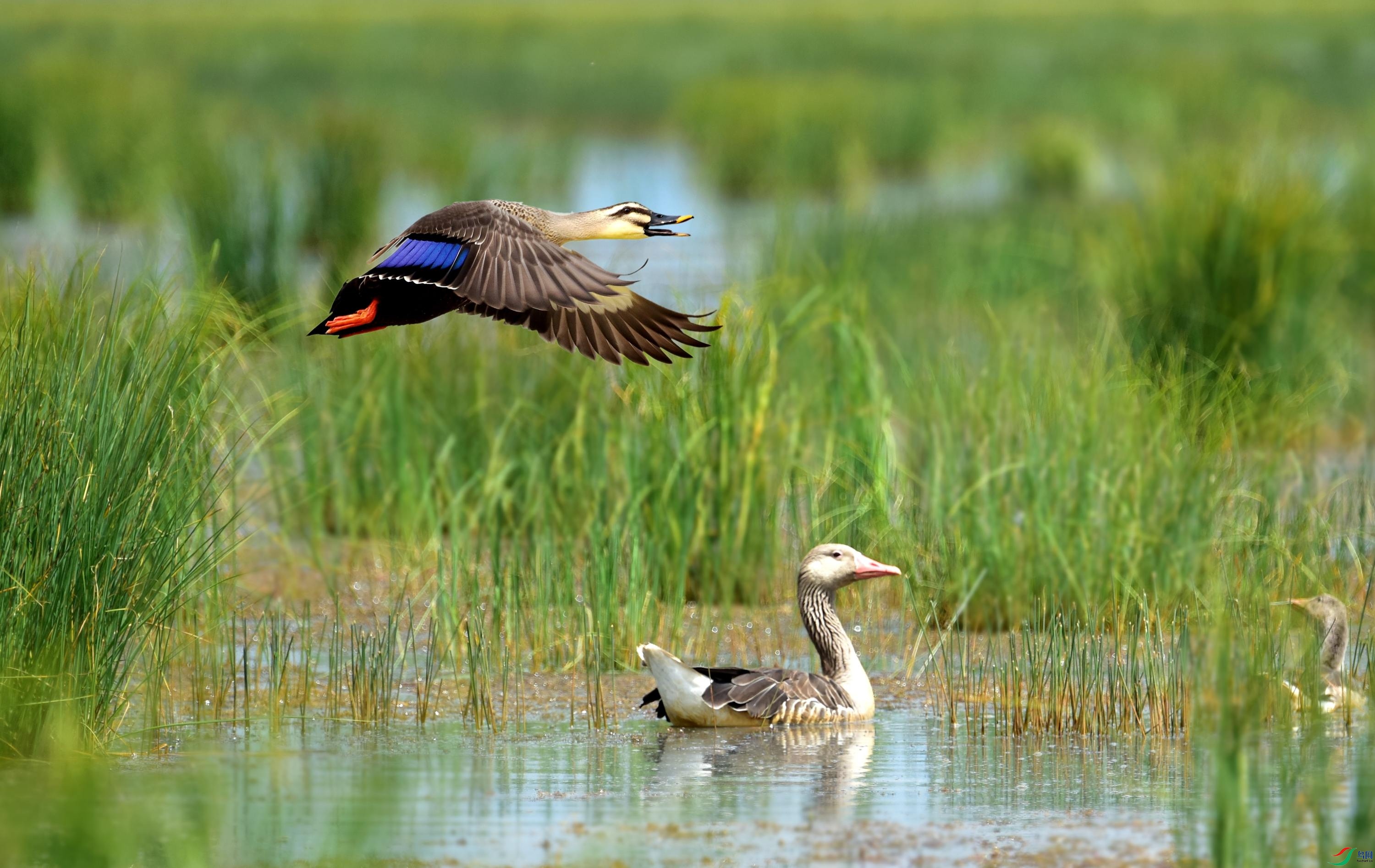 DSC_6935_conew7.jpg