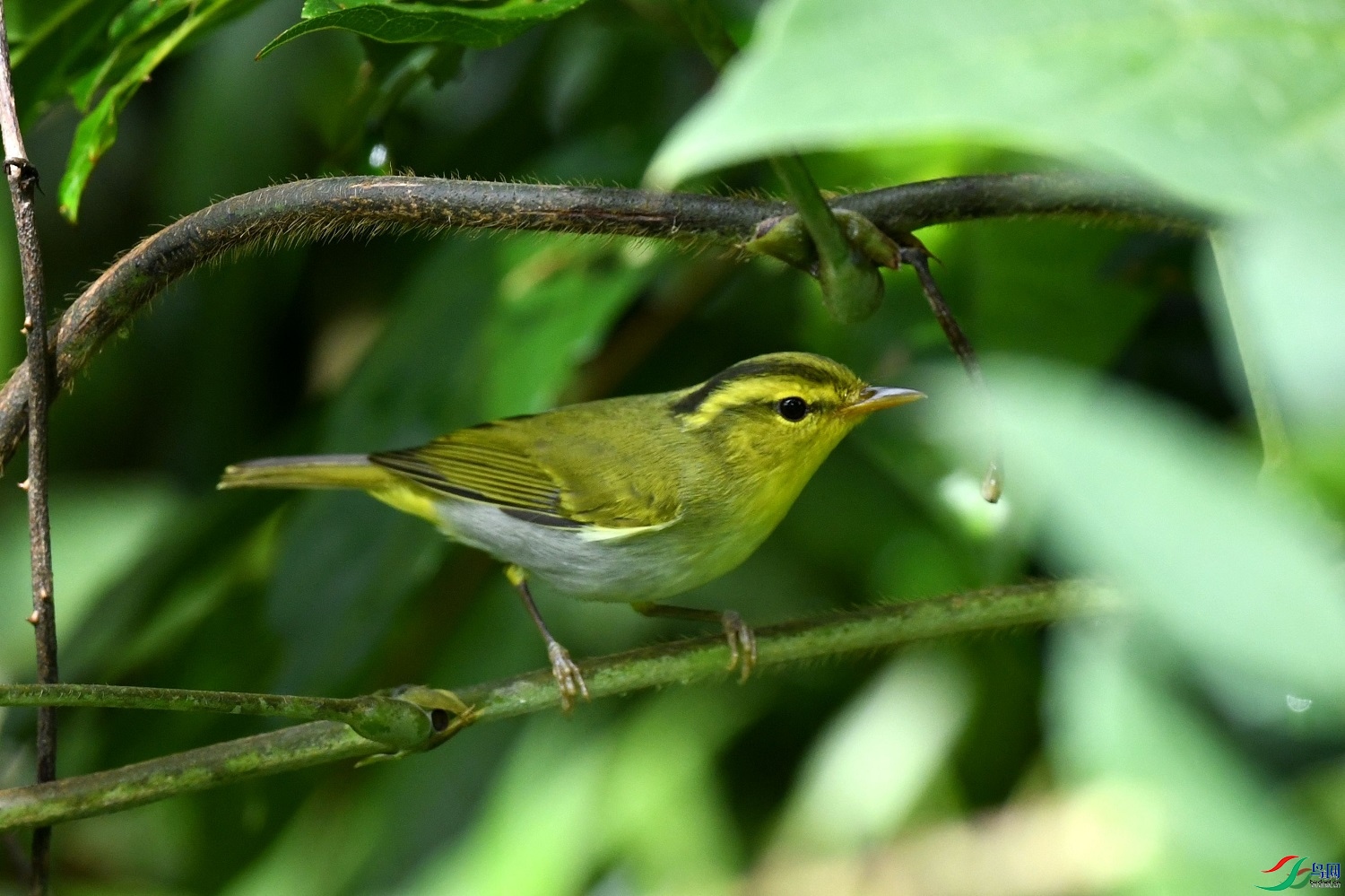 ��������  ��ʦ������������������֥����ī����500.jpg