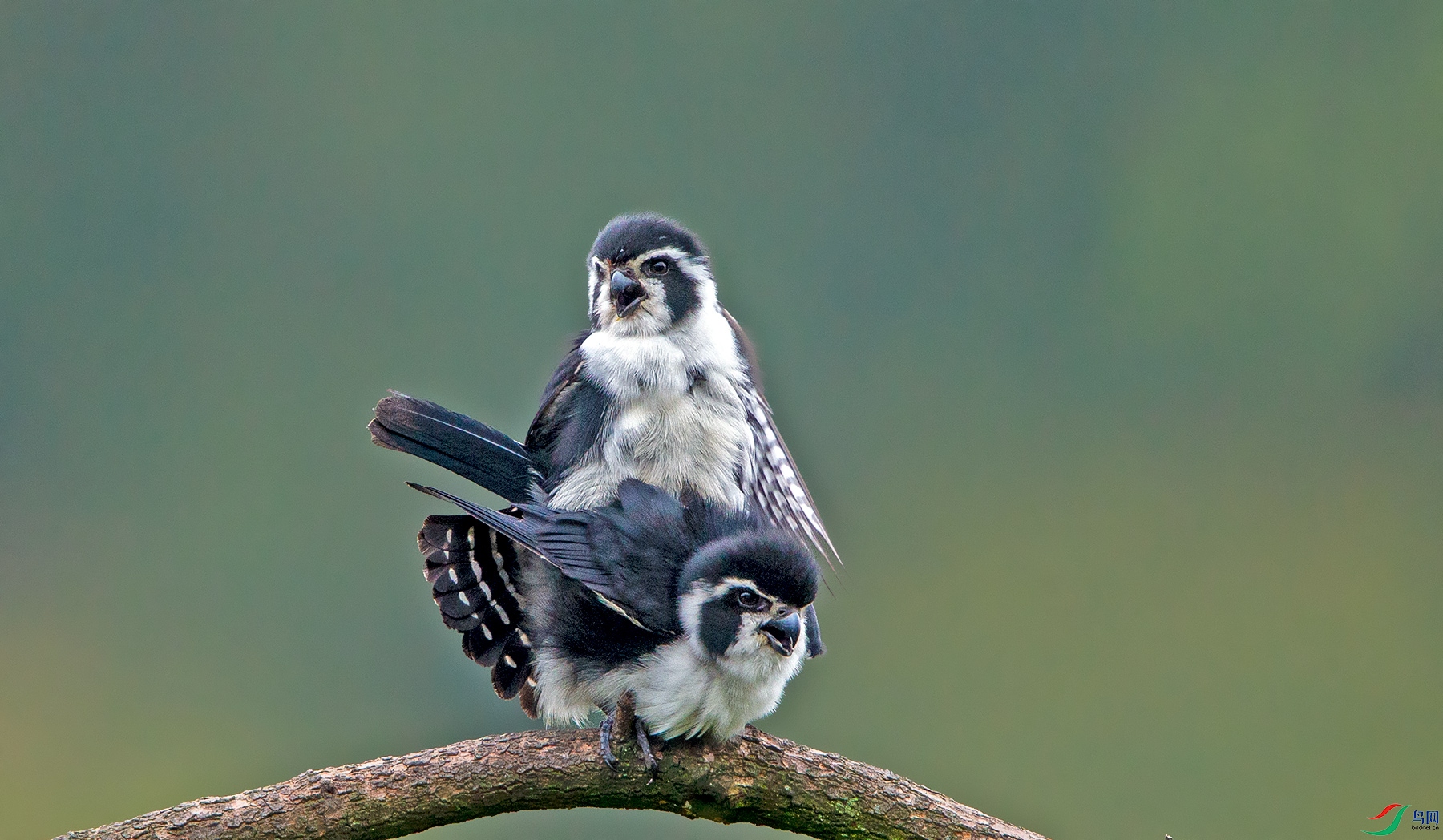 春天的白腿小隼