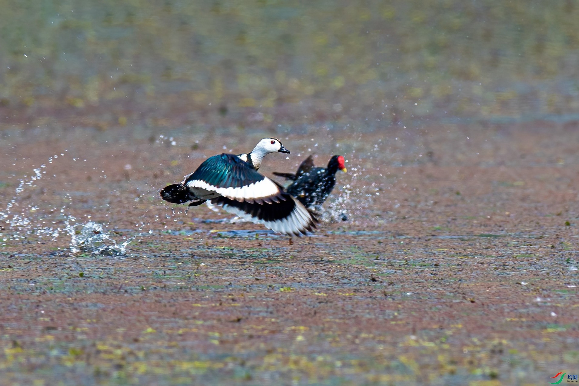 鸭科中最小的水鸭—棉凫