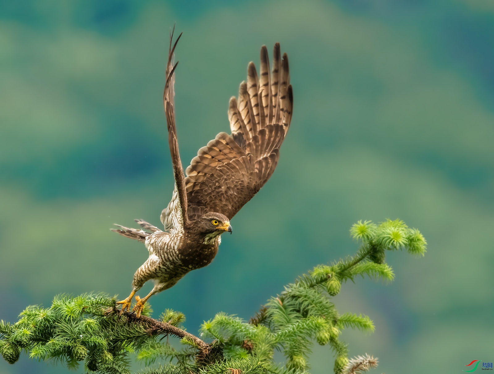 灰脸鵟鹰(祝贺荣获首页鸟类精华)