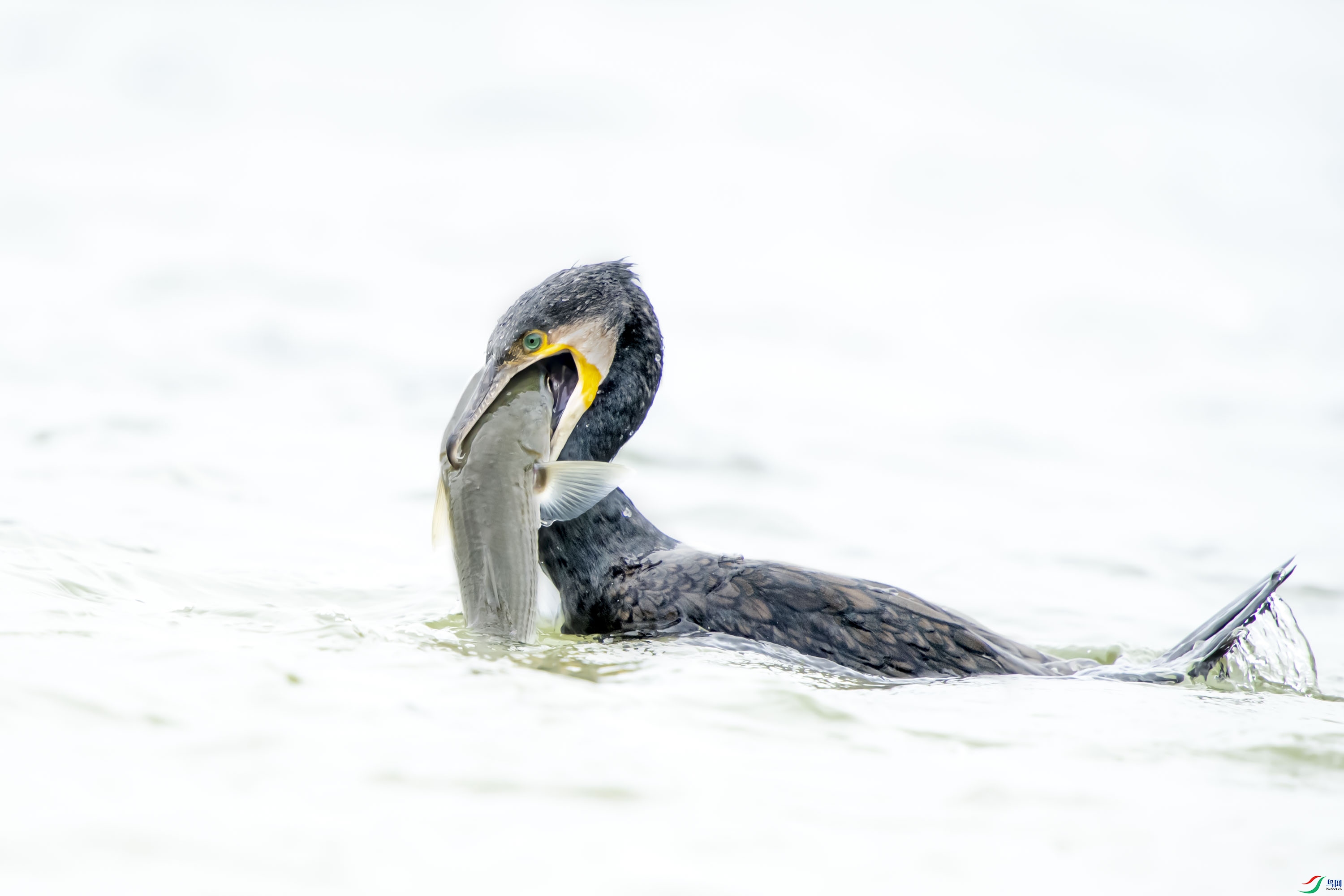 DSC_6373_1.jpg