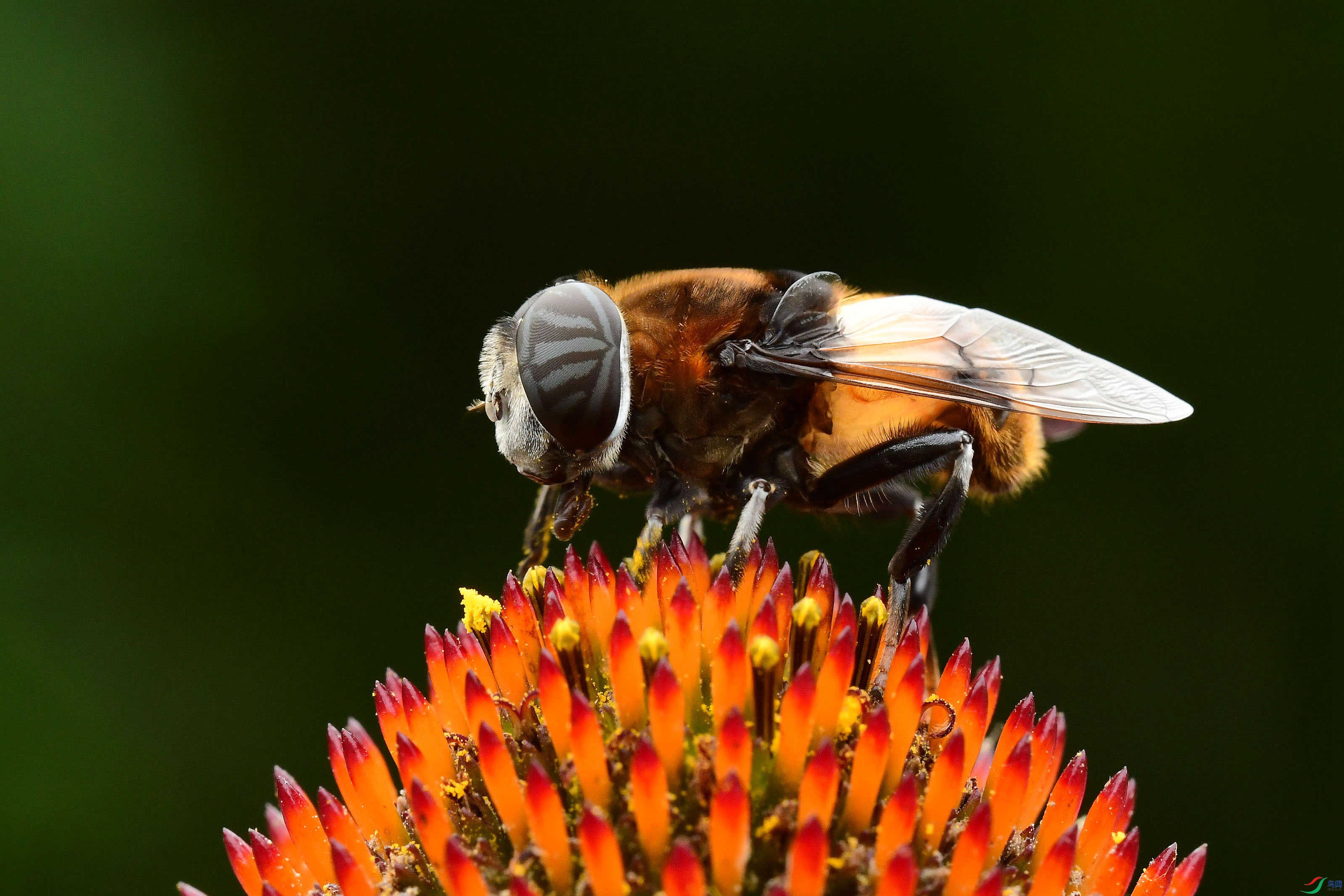 蜂蝇贺获首页精华