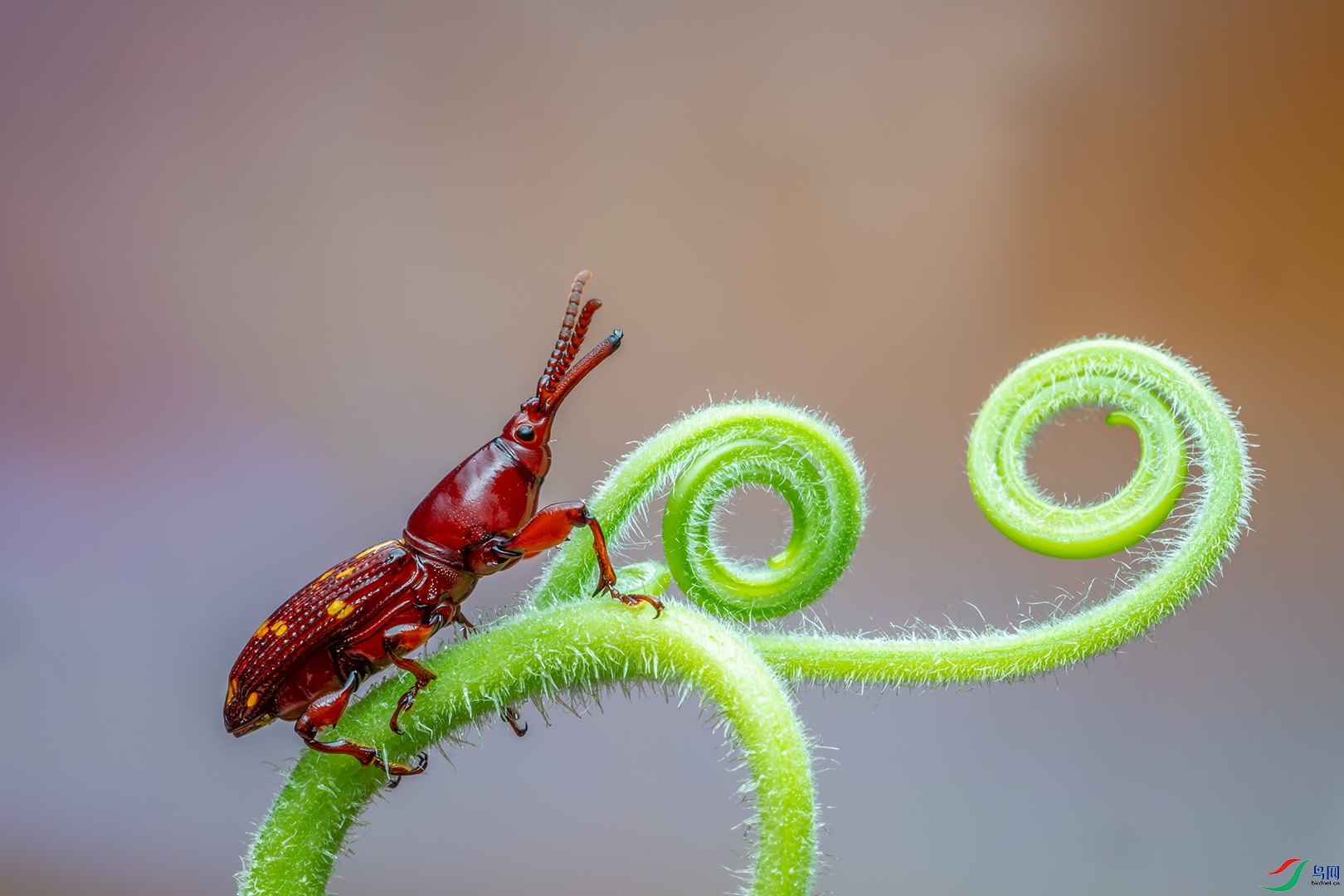三锥象甲【贺获首页精华】