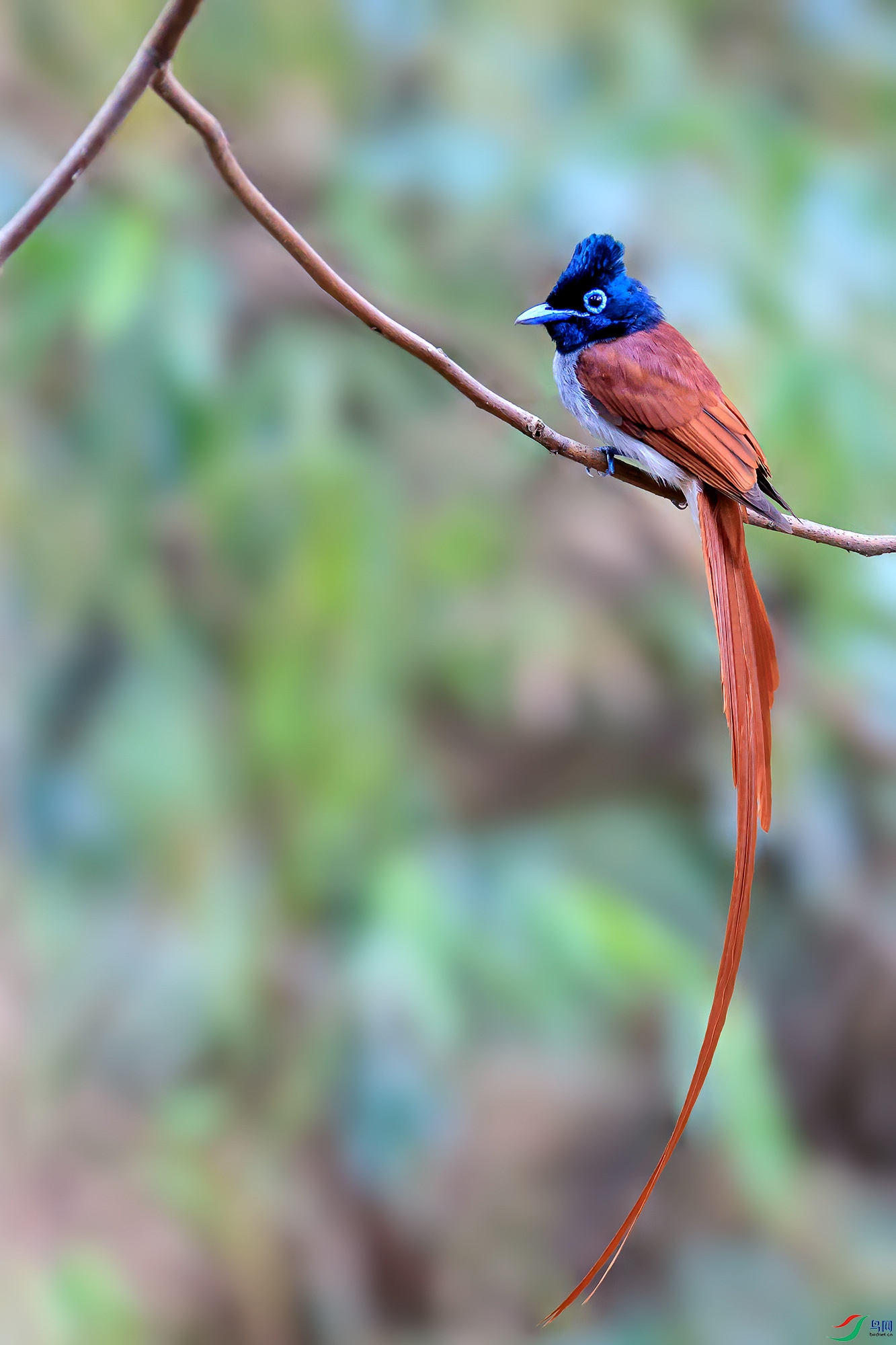 一枝独秀(寿带)