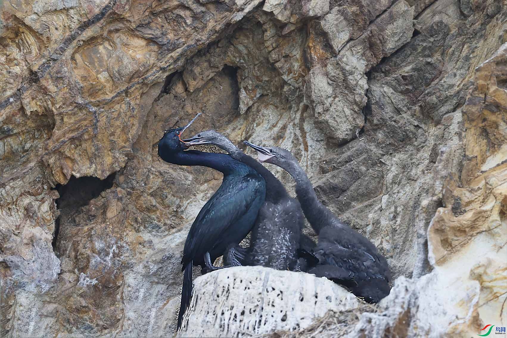 饥肠辘辘的小鸬鹚