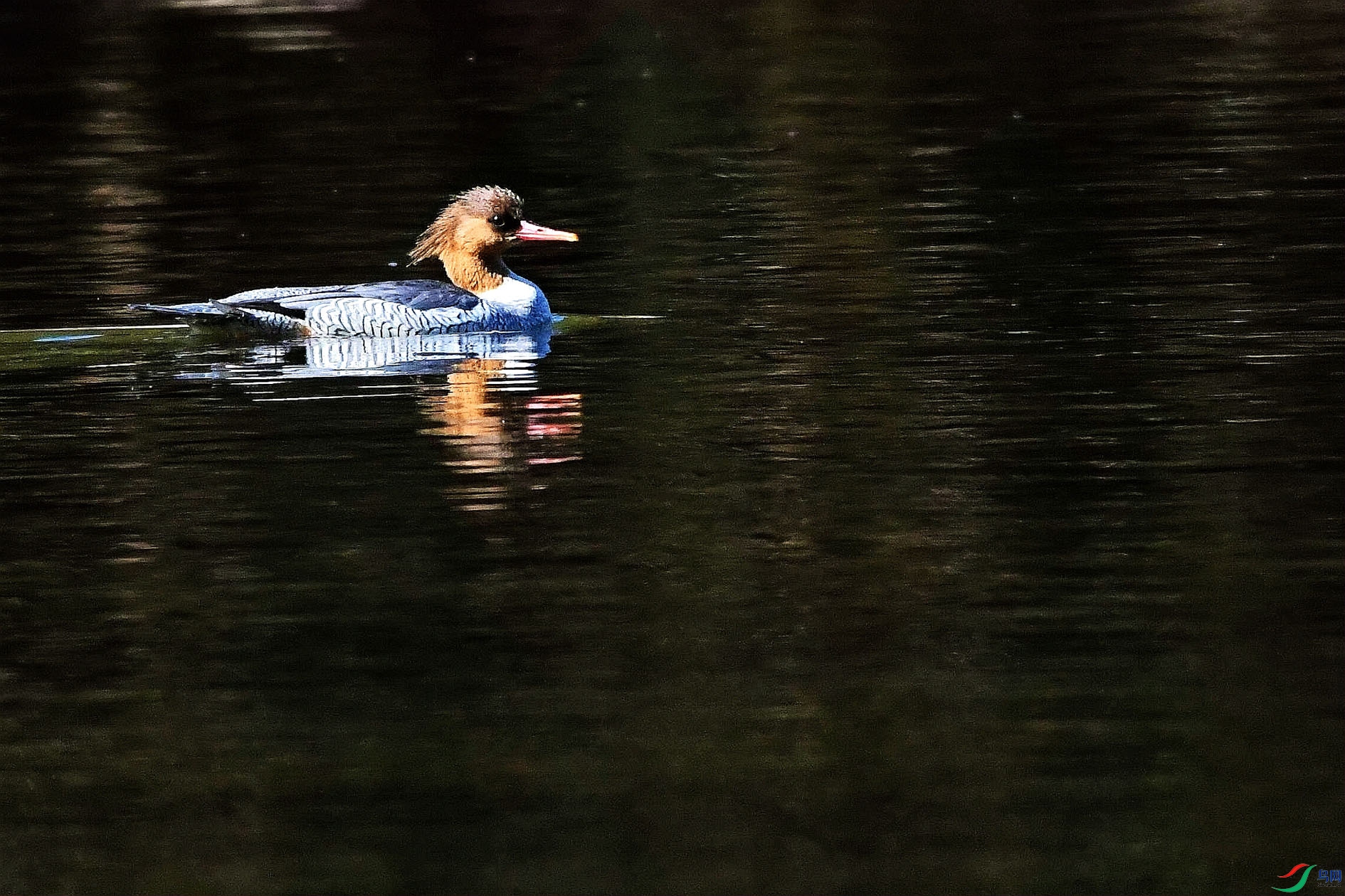 DSC_9413_����.jpg