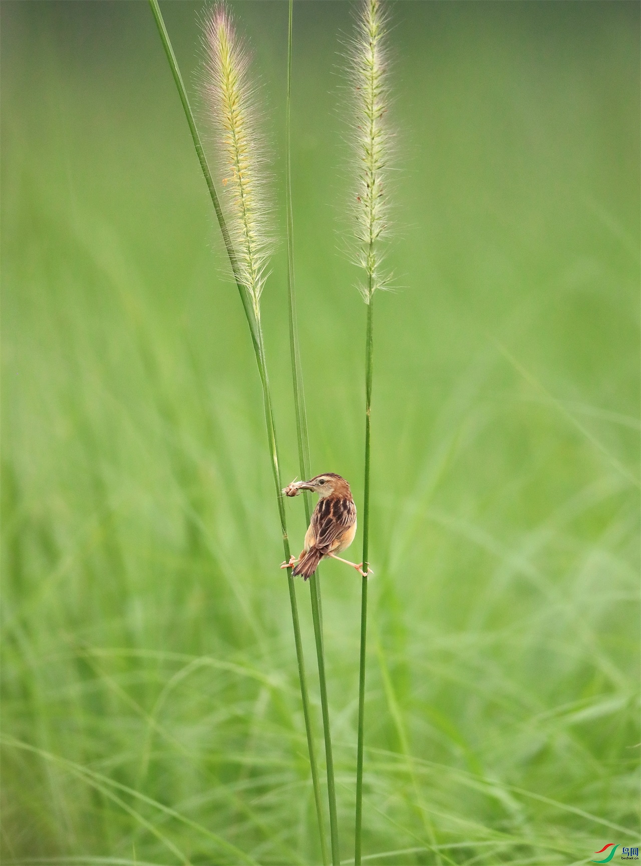 33 - ���� (3).jpg