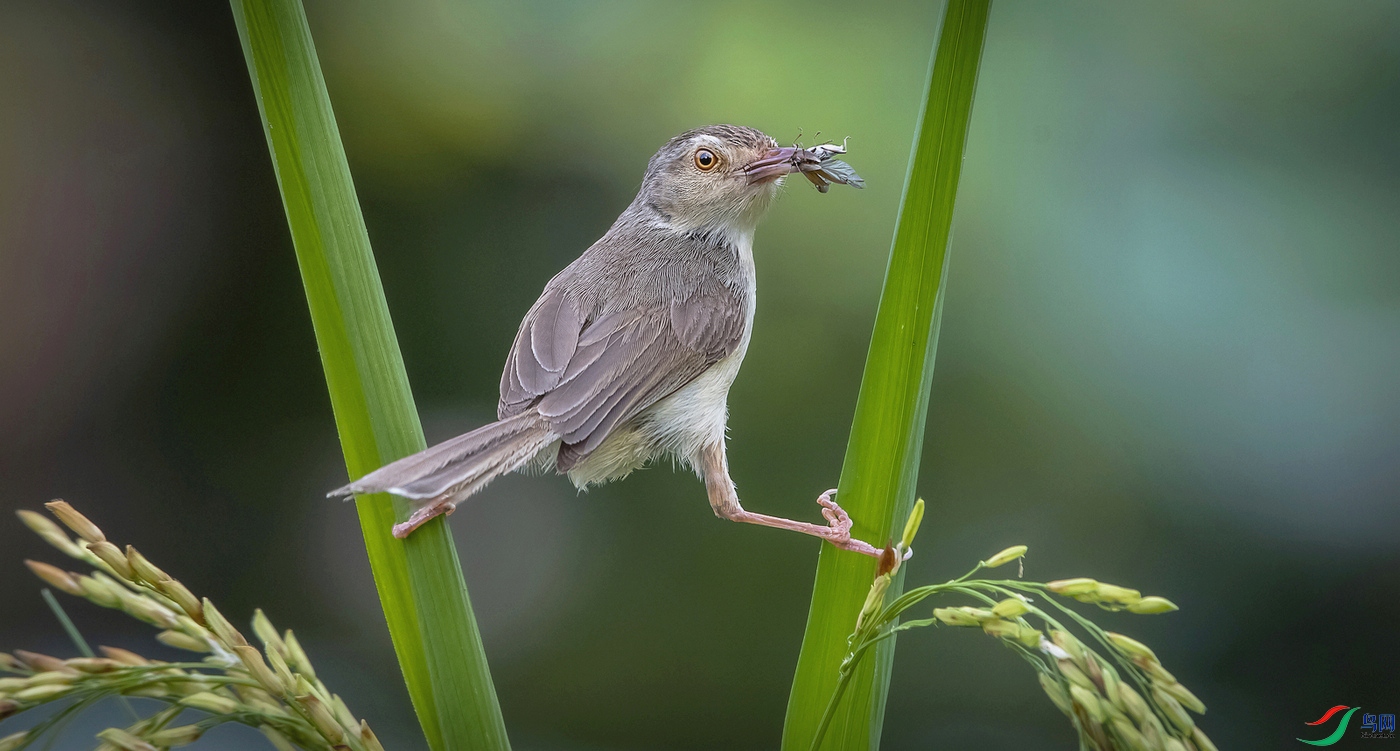 _DSC2782_1 - ����.jpg