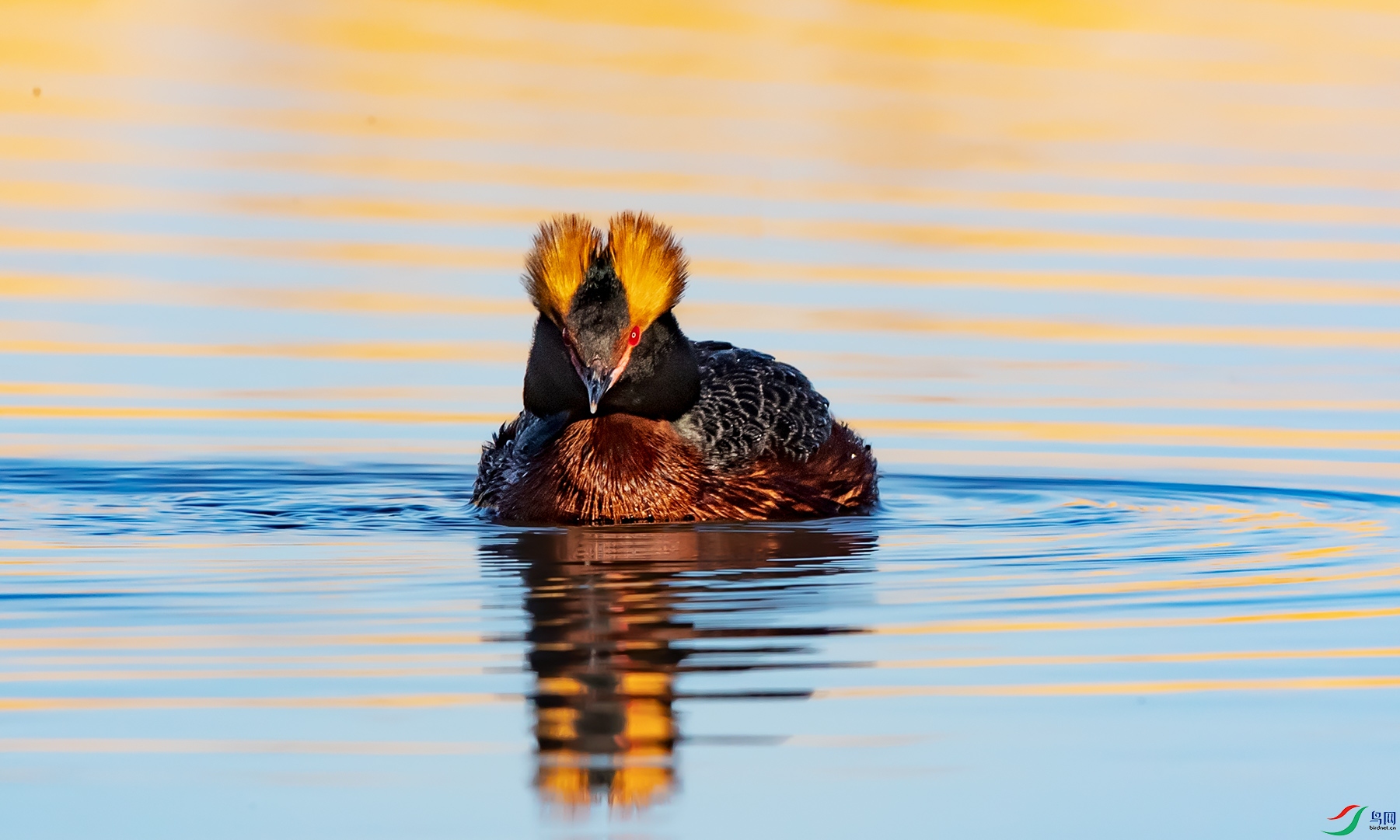 角鸊鷉荣获首页鸟类精华