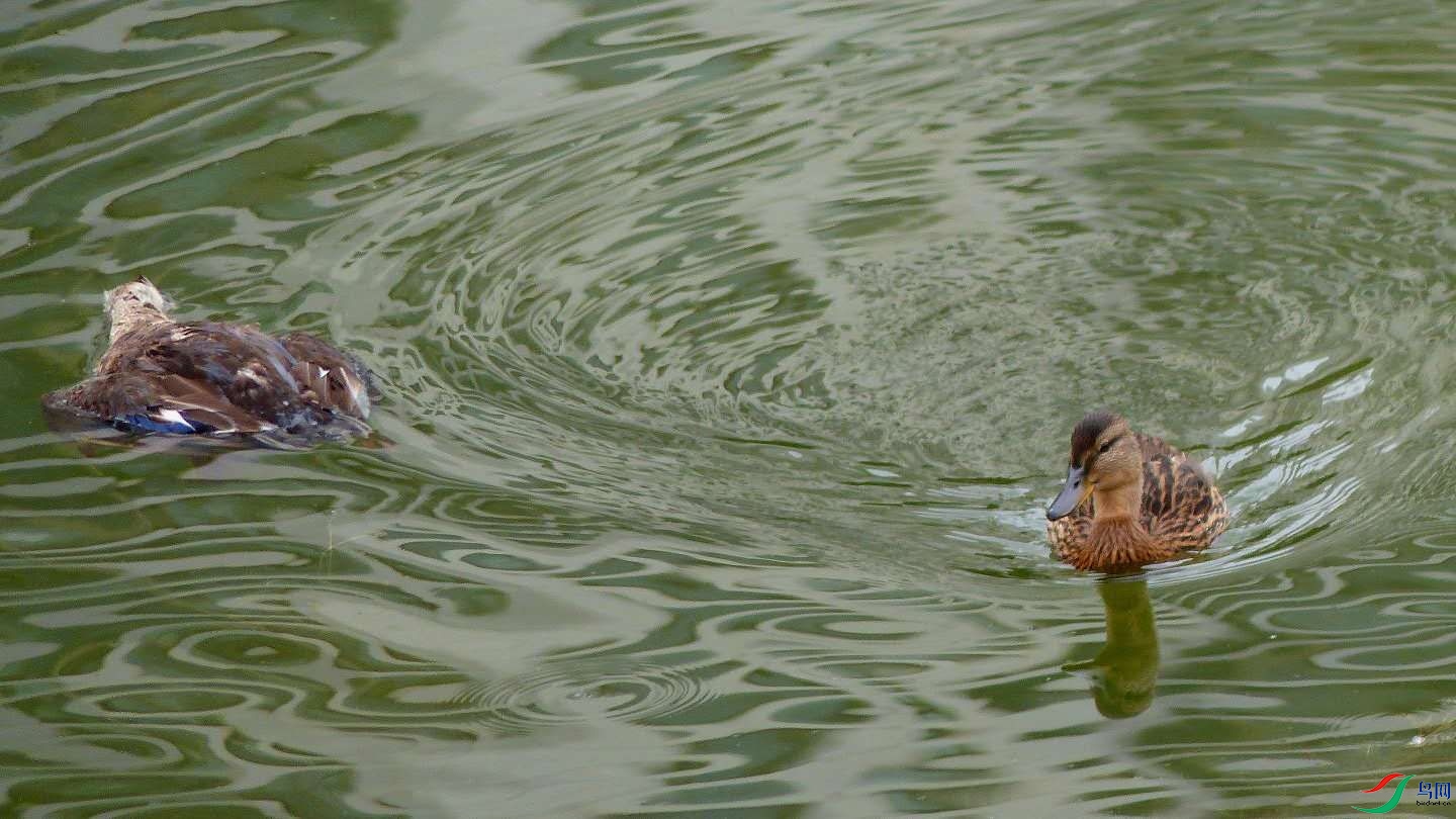 男子投食"钓"野鸭 向不文明行为说"不"