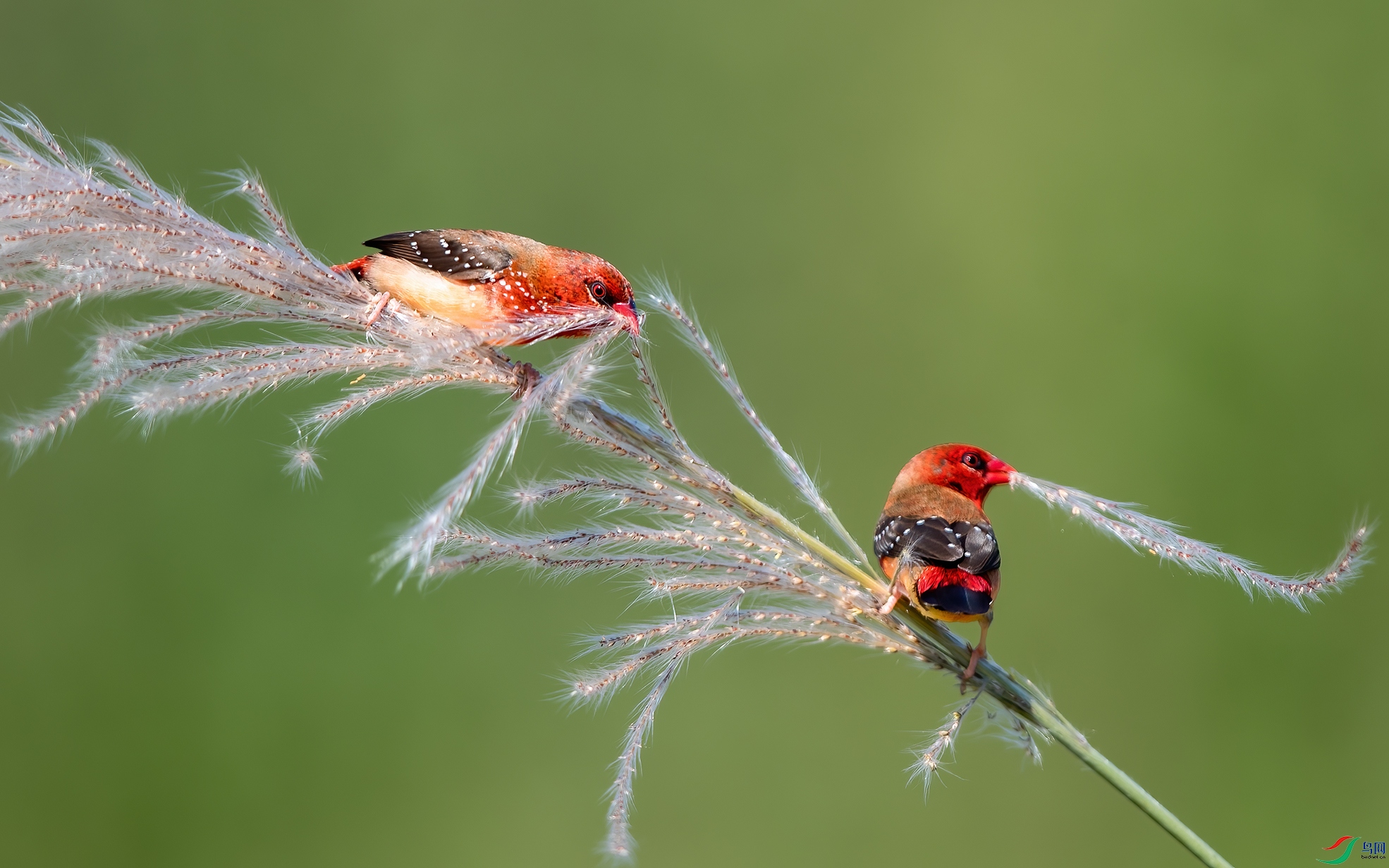 红梅花雀-漂亮的姿态