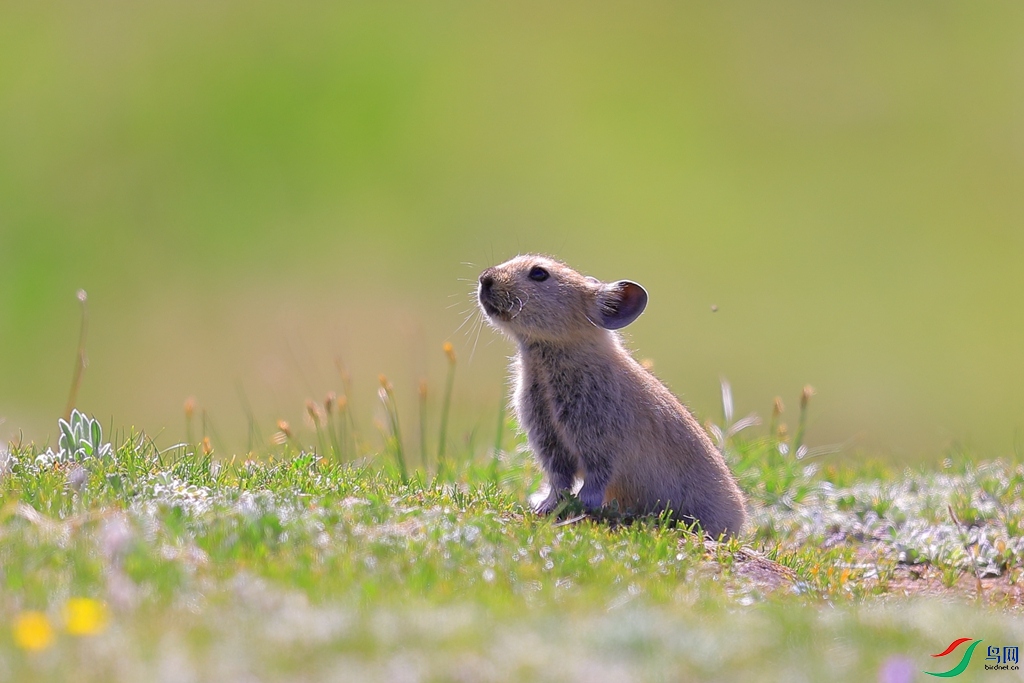 [动物] 同在阳光下---【青海田鼠】