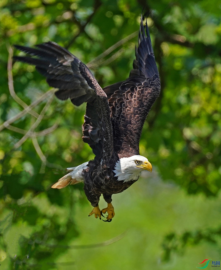 林中飞鹰,白头鹰.