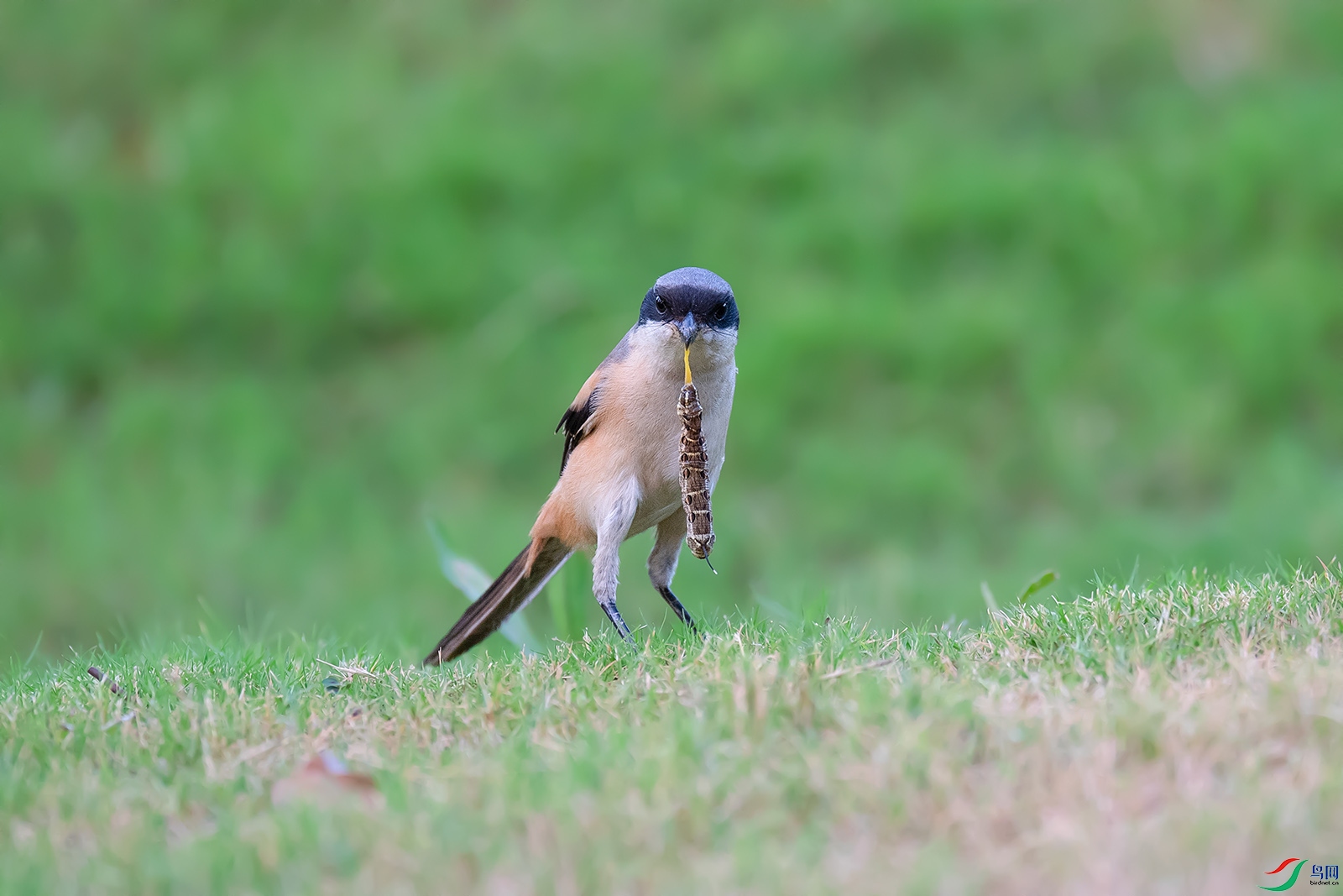 DSC_p7362.jpg