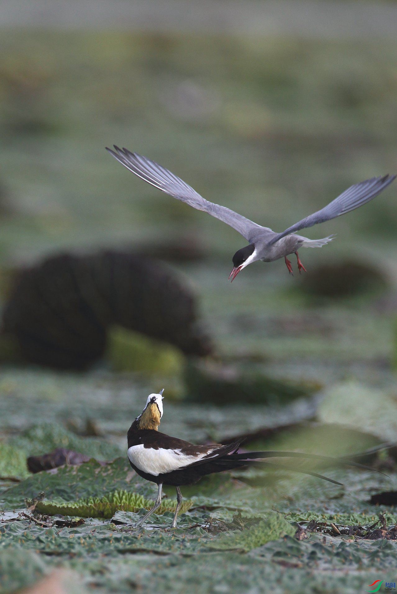 �븡Ÿ��ˮ��