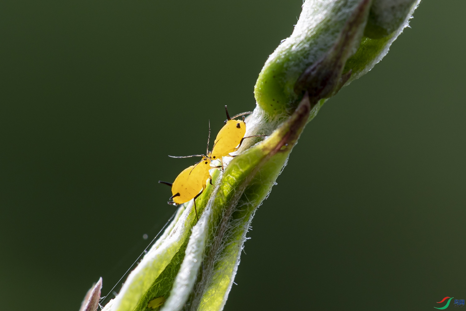 黄色的蚜虫.