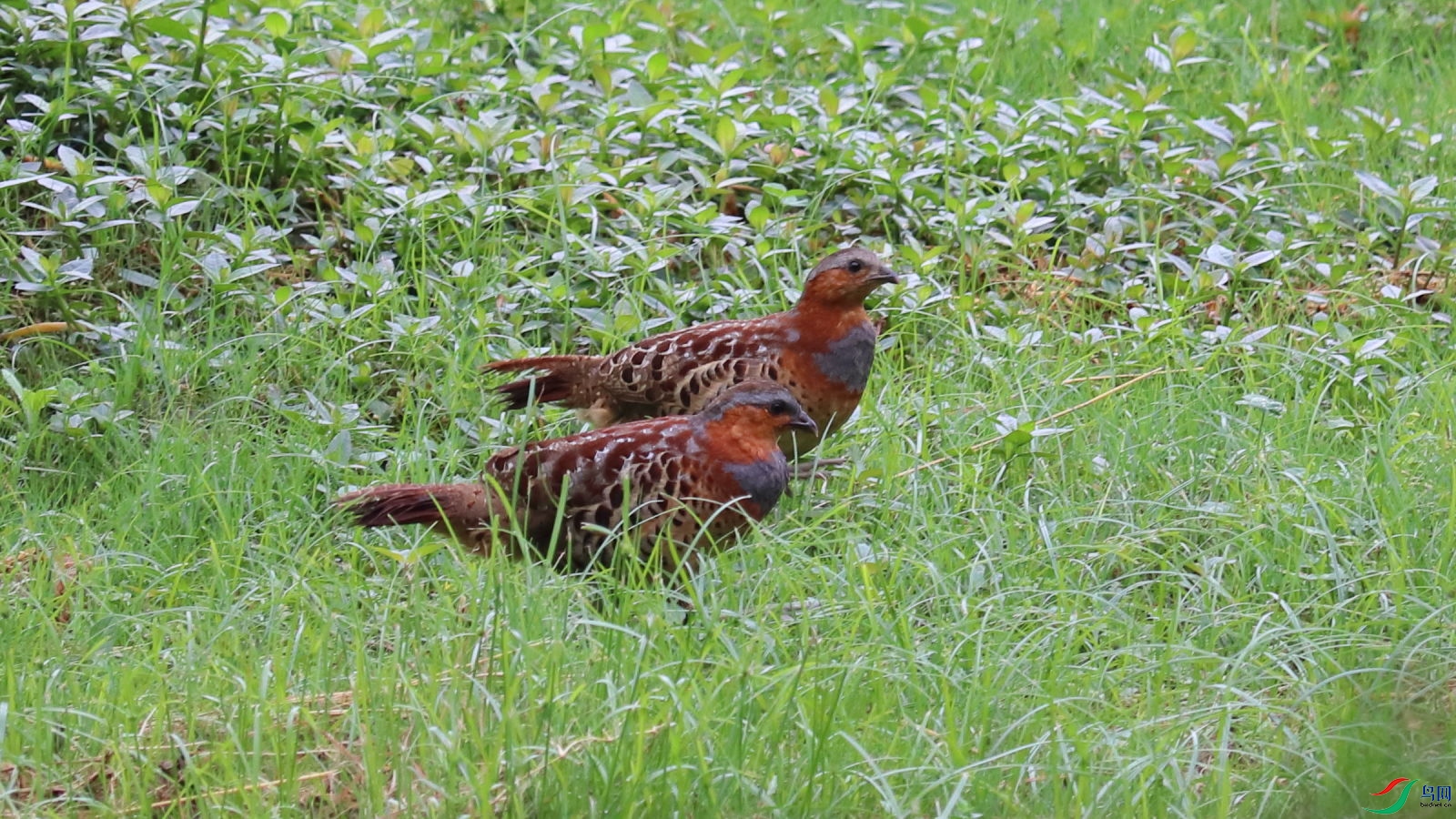 IMG_3528.JPG