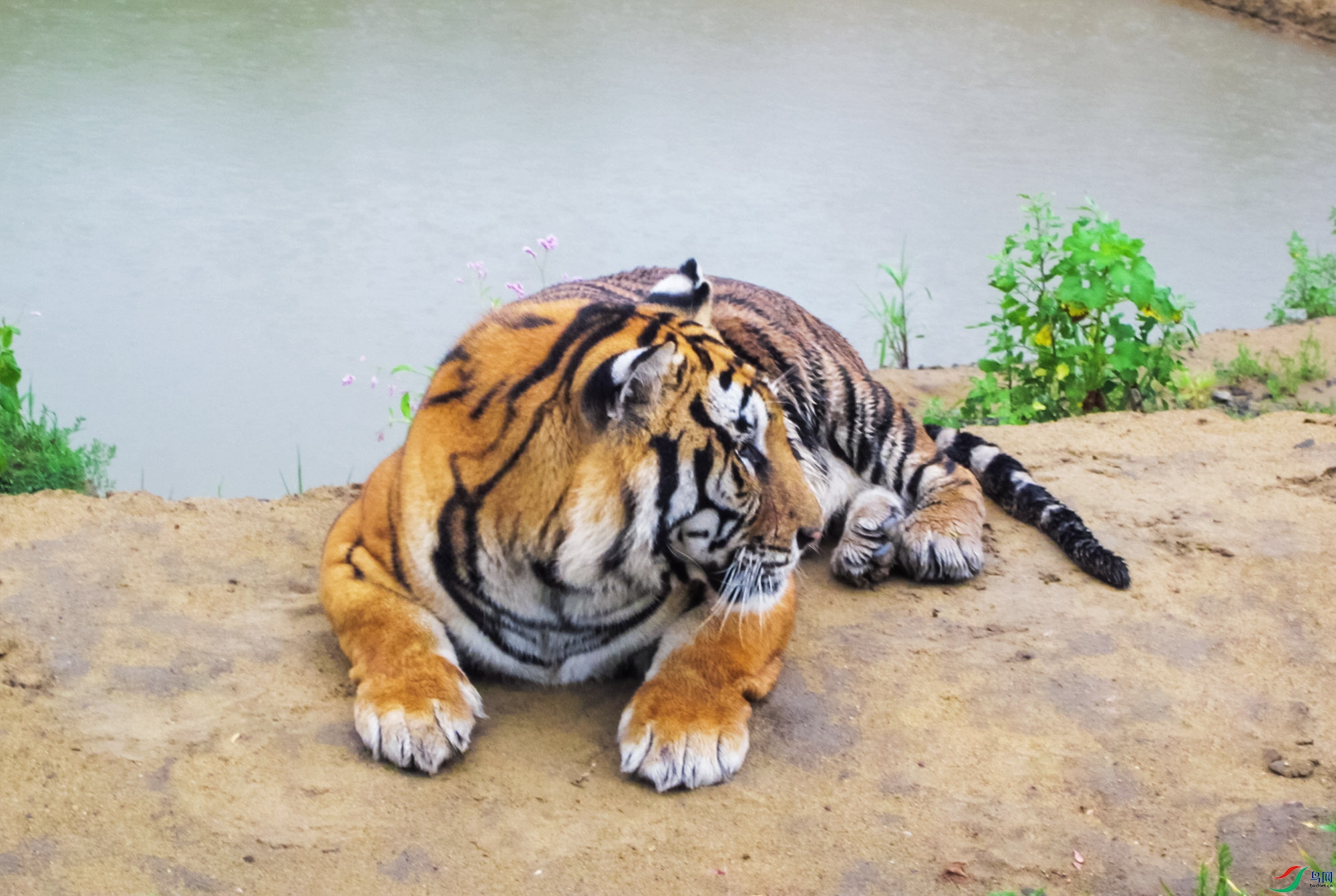 北京动物园东北虎图片