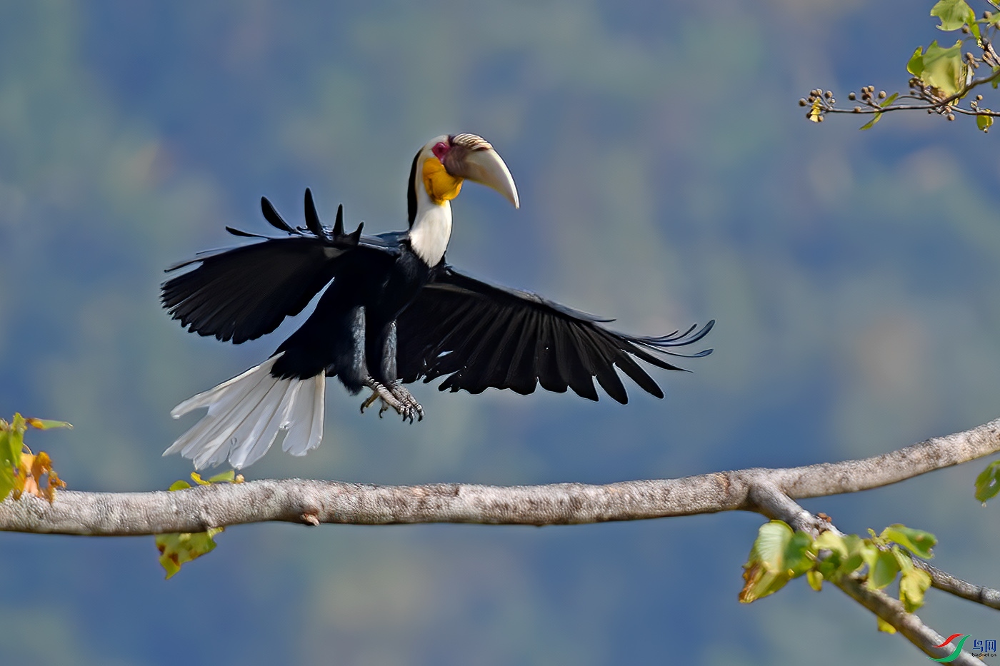 DSC_7455bb.jpg