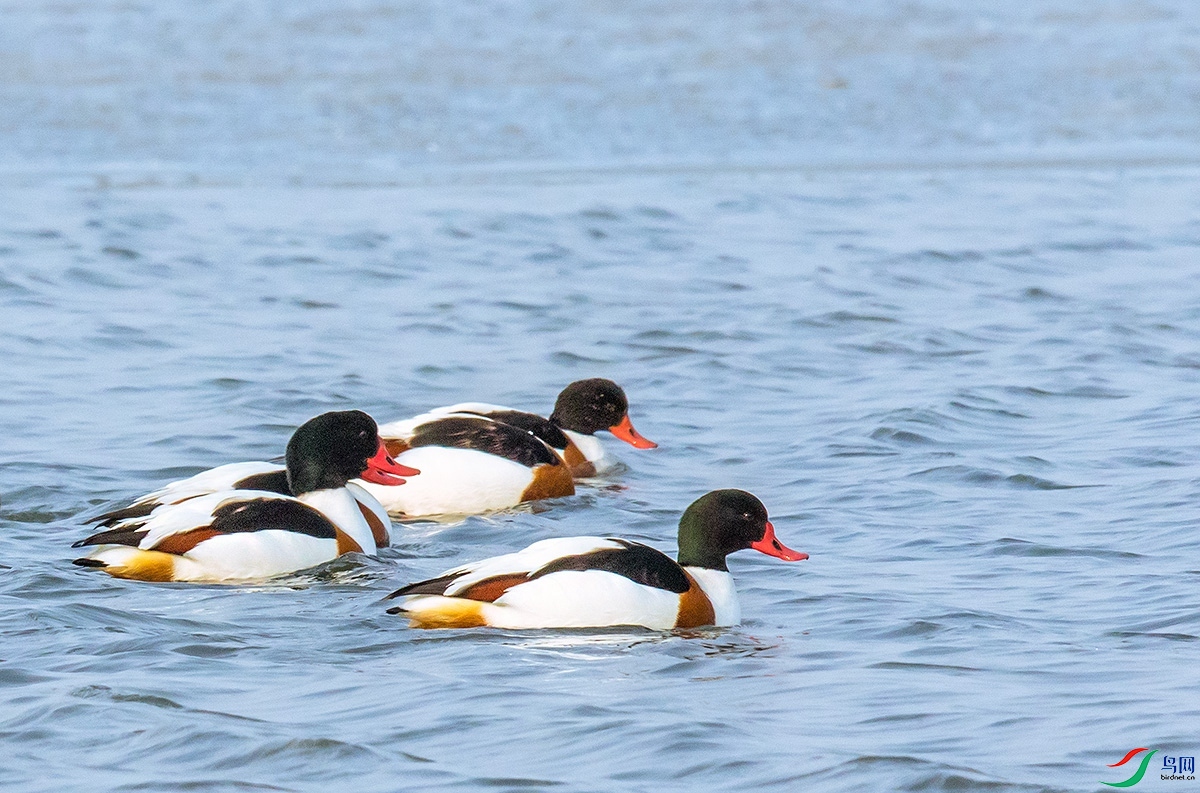 ��� 1791_����.jpg