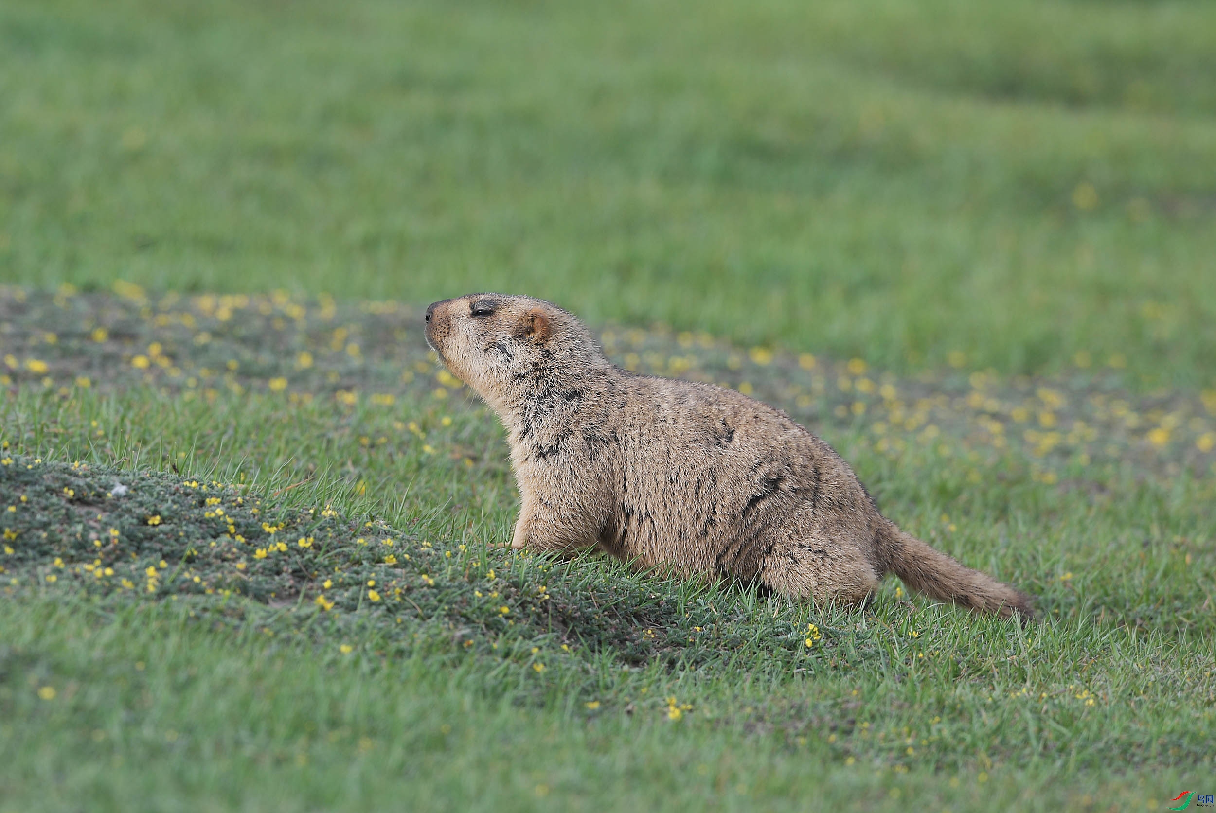 DSC_41431.jpg
