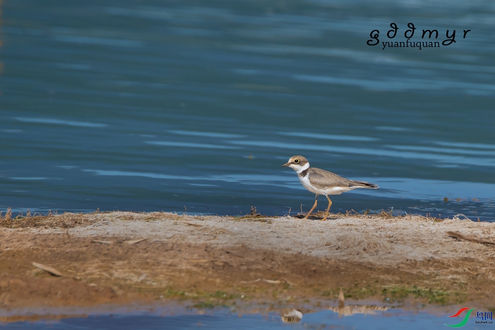 DSC_6093a.jpg