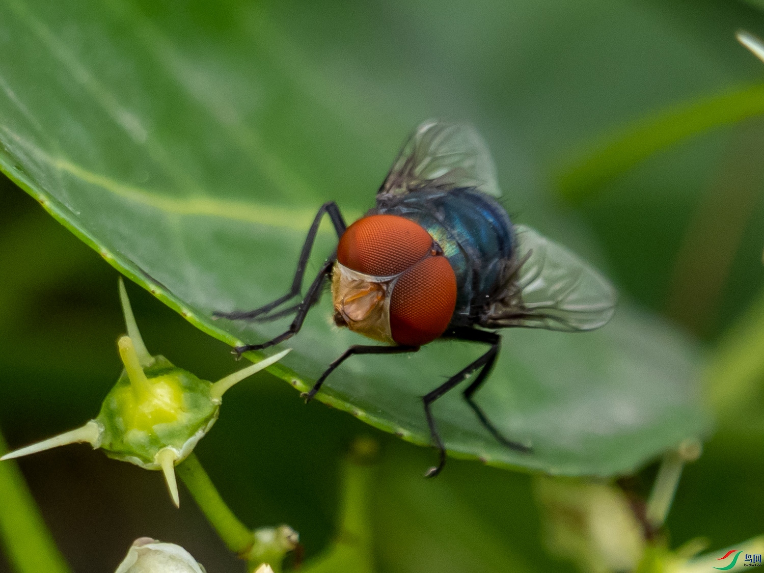 �̶�Ӭ�ĸ���