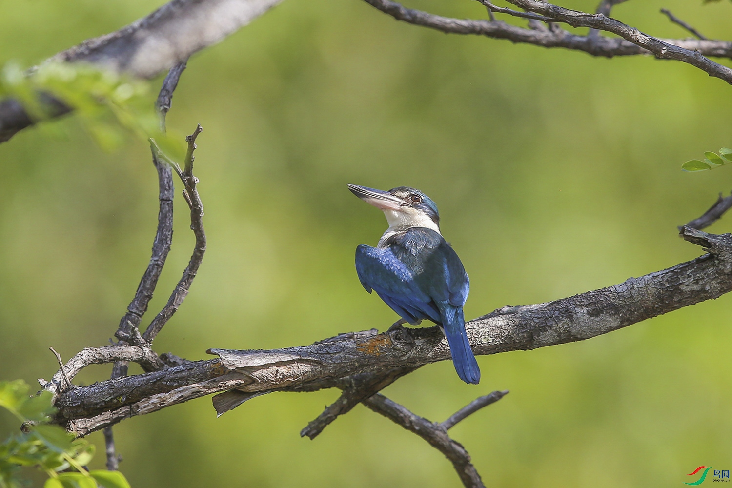 916A4466   ������� ����ɸ�� 2018��12���������������� F5.6 1 1600 ISO500.jpg