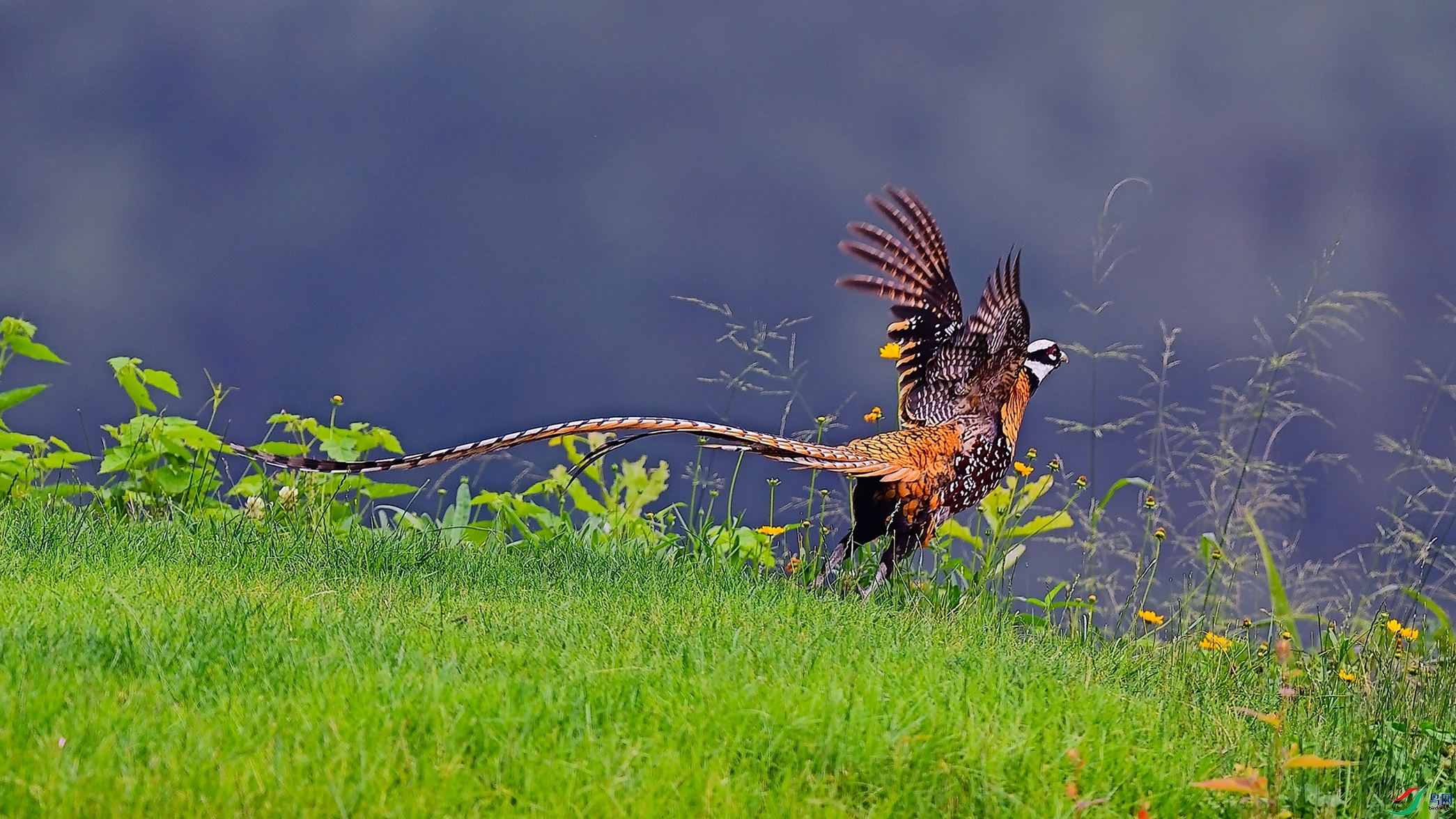 �������