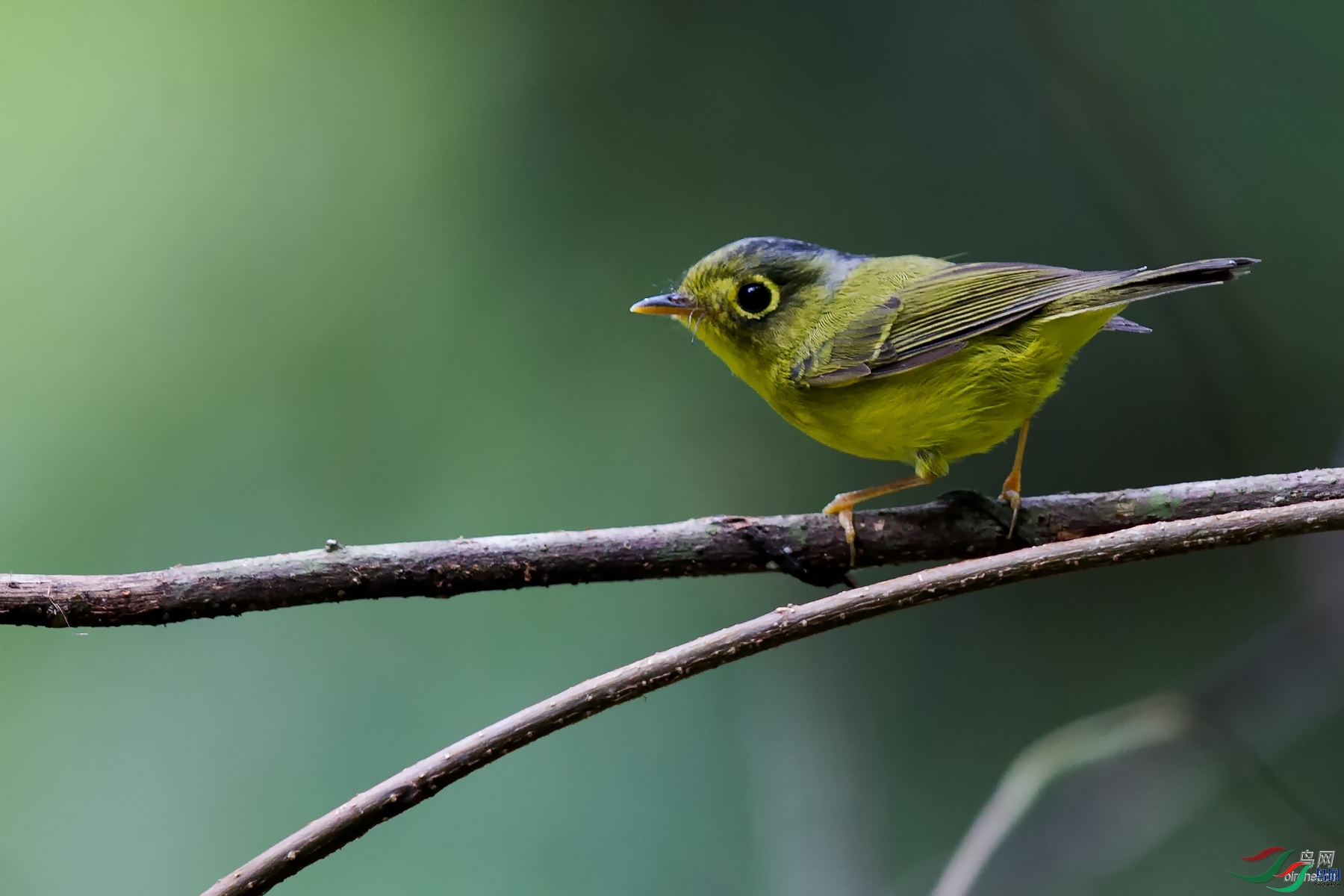 ��ͷ����  ��ʦ����������ʡ�º���徰���������� ӯ����.jpg