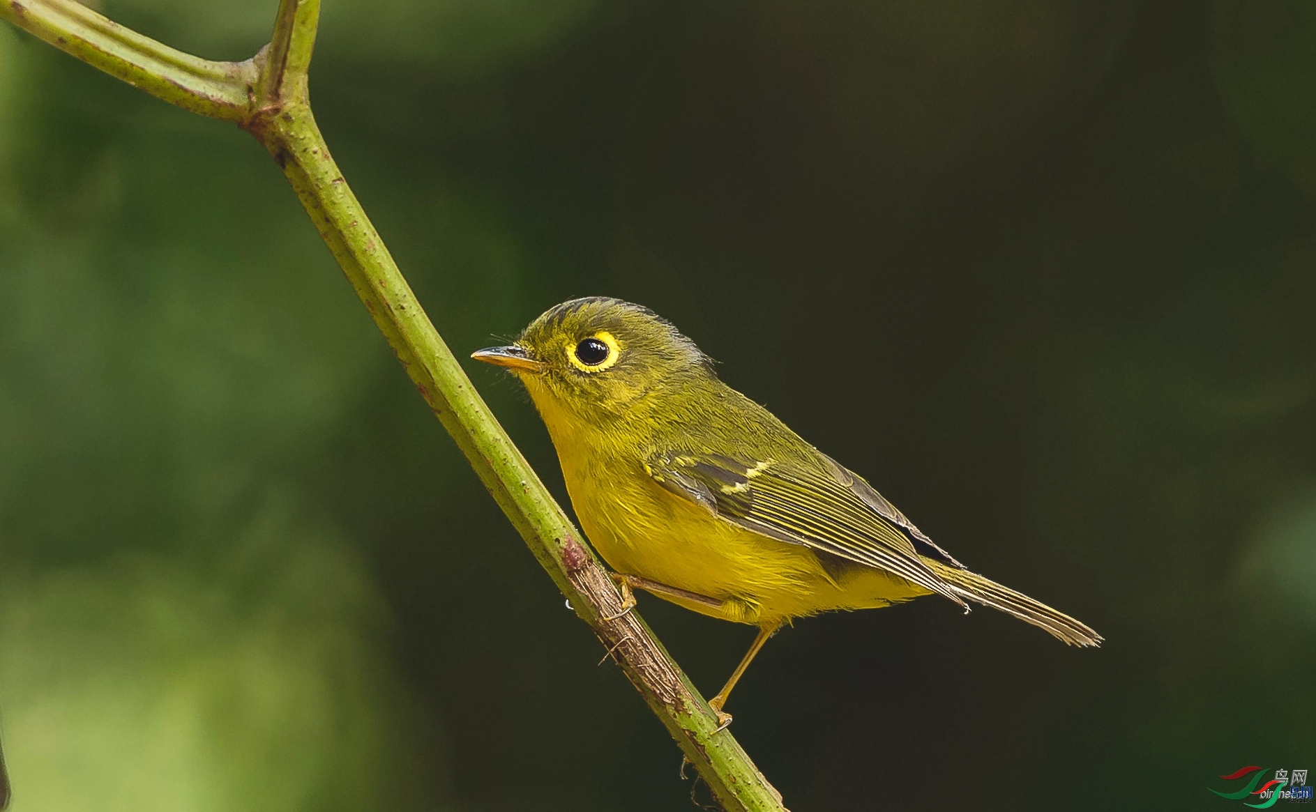 ֱ����  ��ʦ�����ڹ���׳�������� ������������.jpg