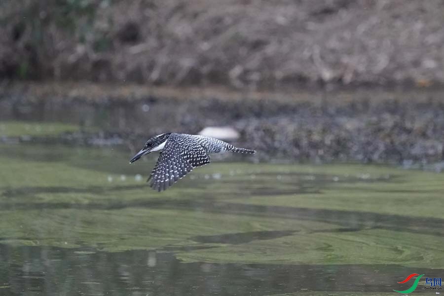 20180224-DSC00959-5 - ����.JPG
