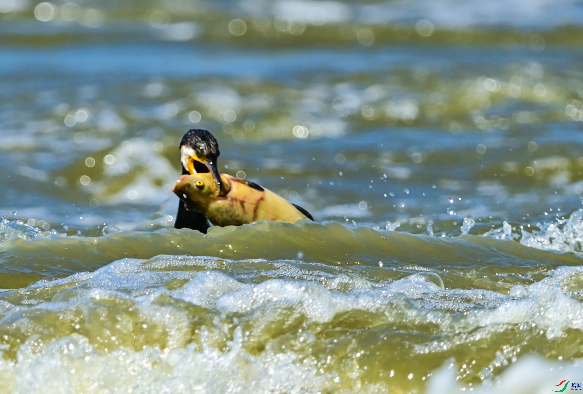 ���κ���֮��������