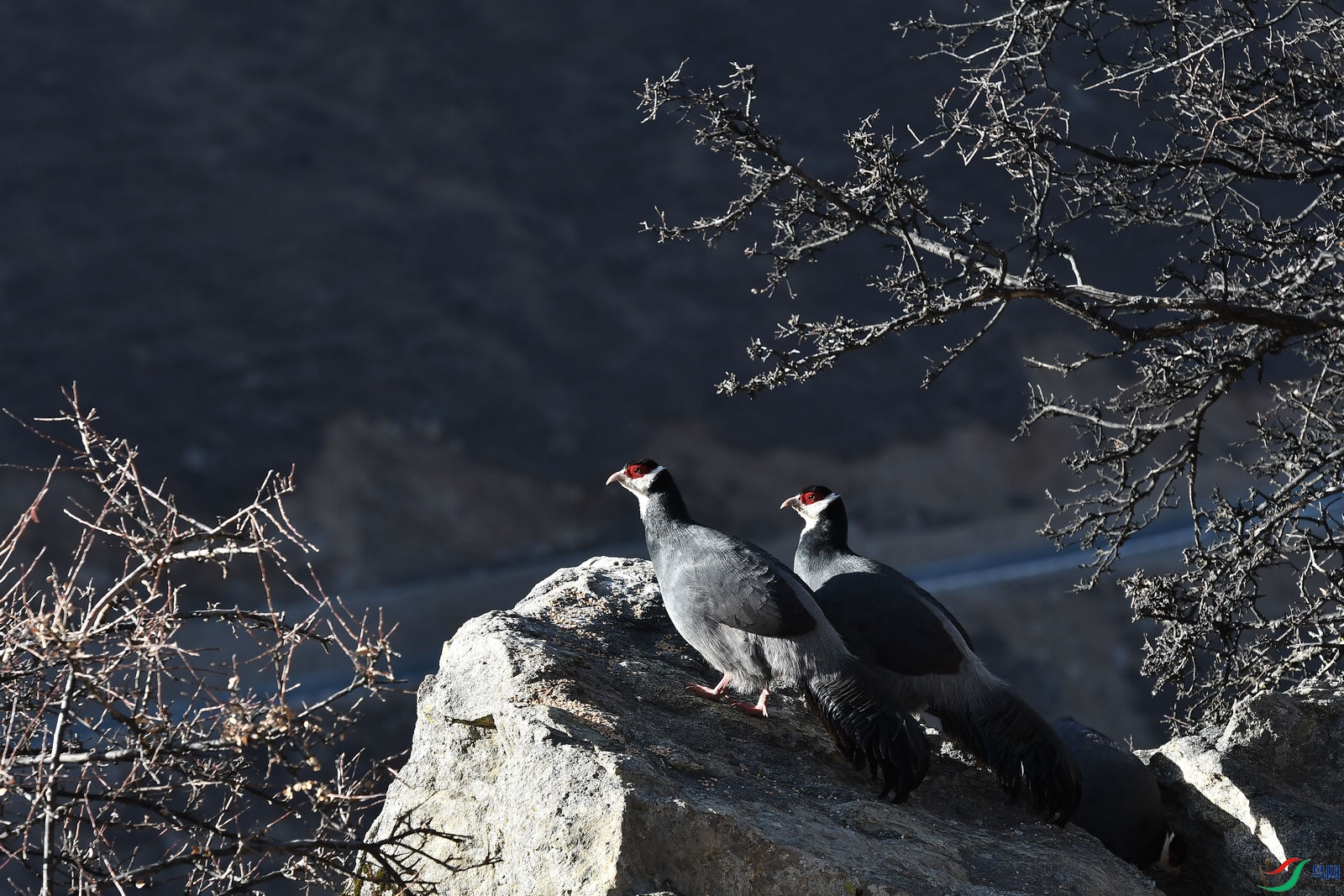 DSC_9078.JPG