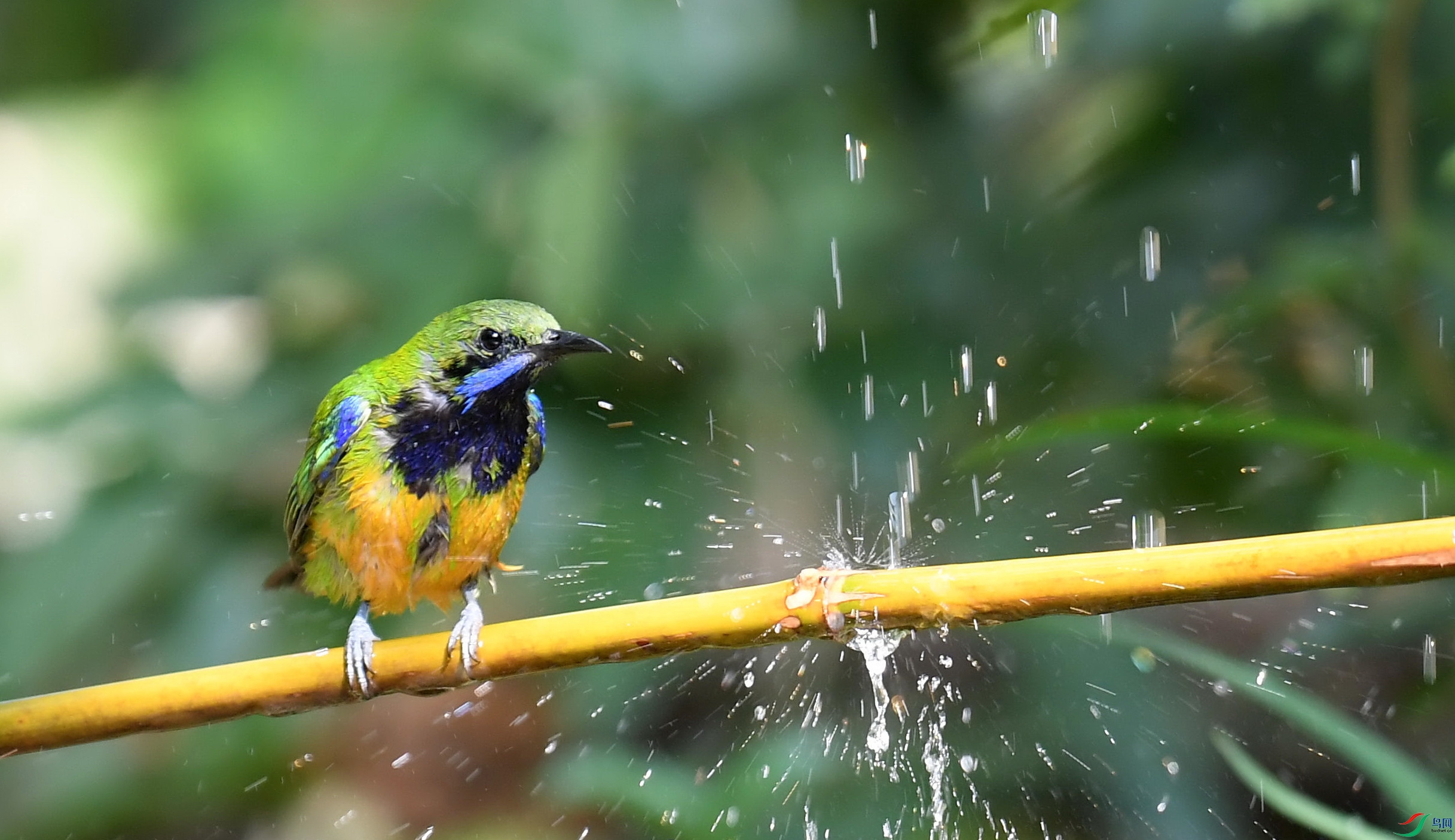 今日大暑《荣获首页精华》