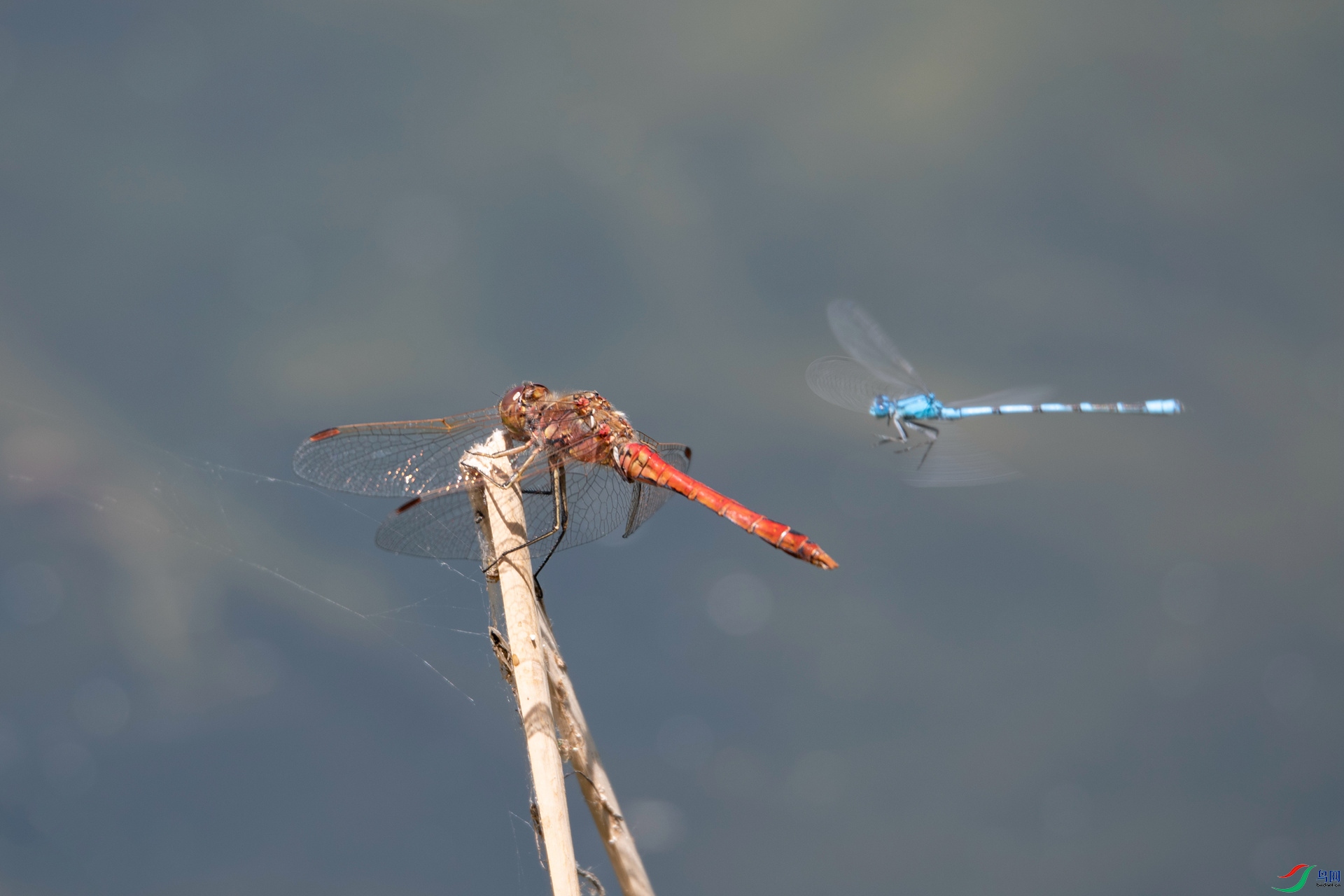 DSC_8716_����.jpg