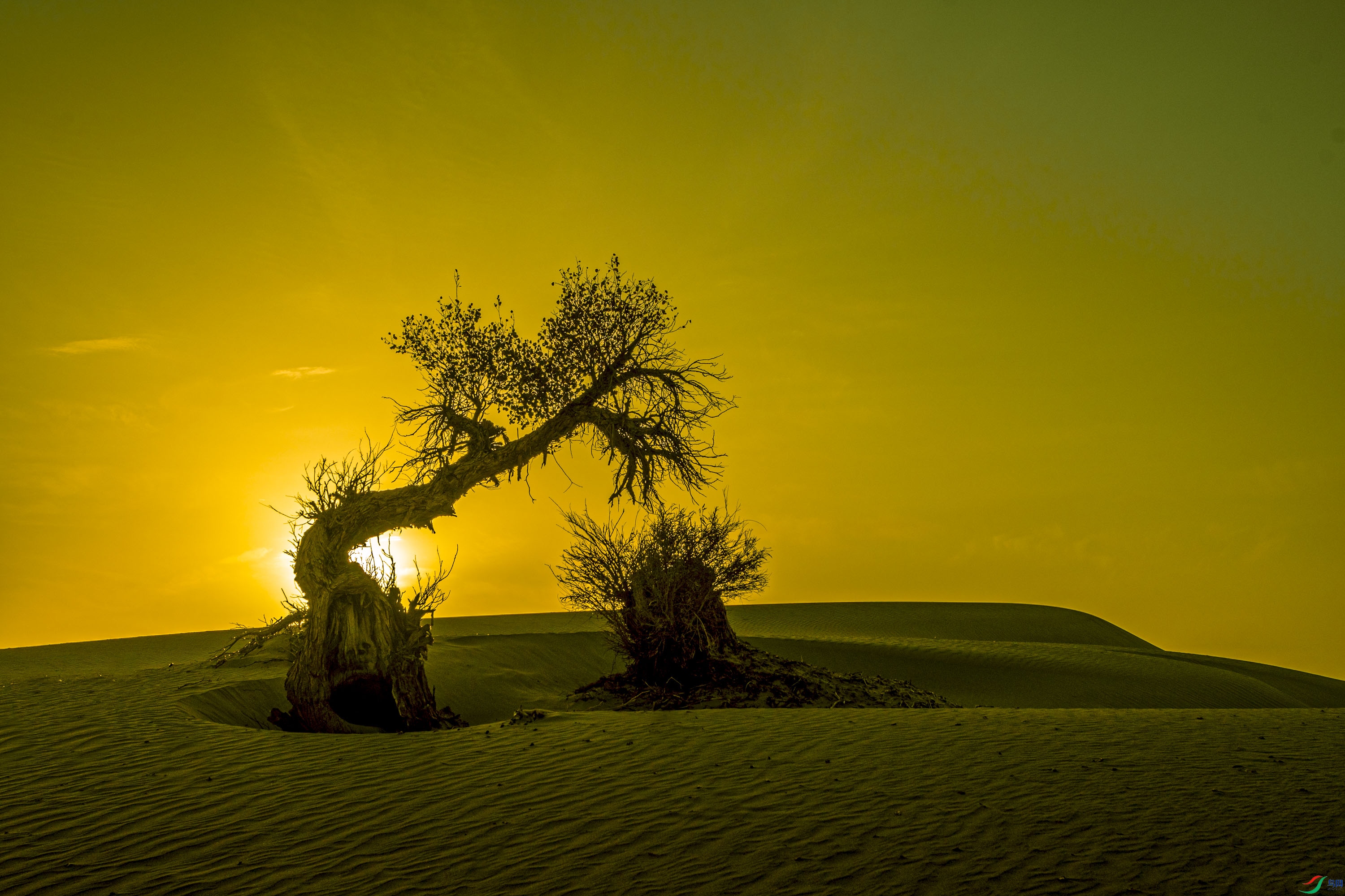 塔克拉玛干沙漠的传说图片