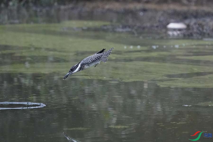 20180224-DSC00962-8 - ����.JPG