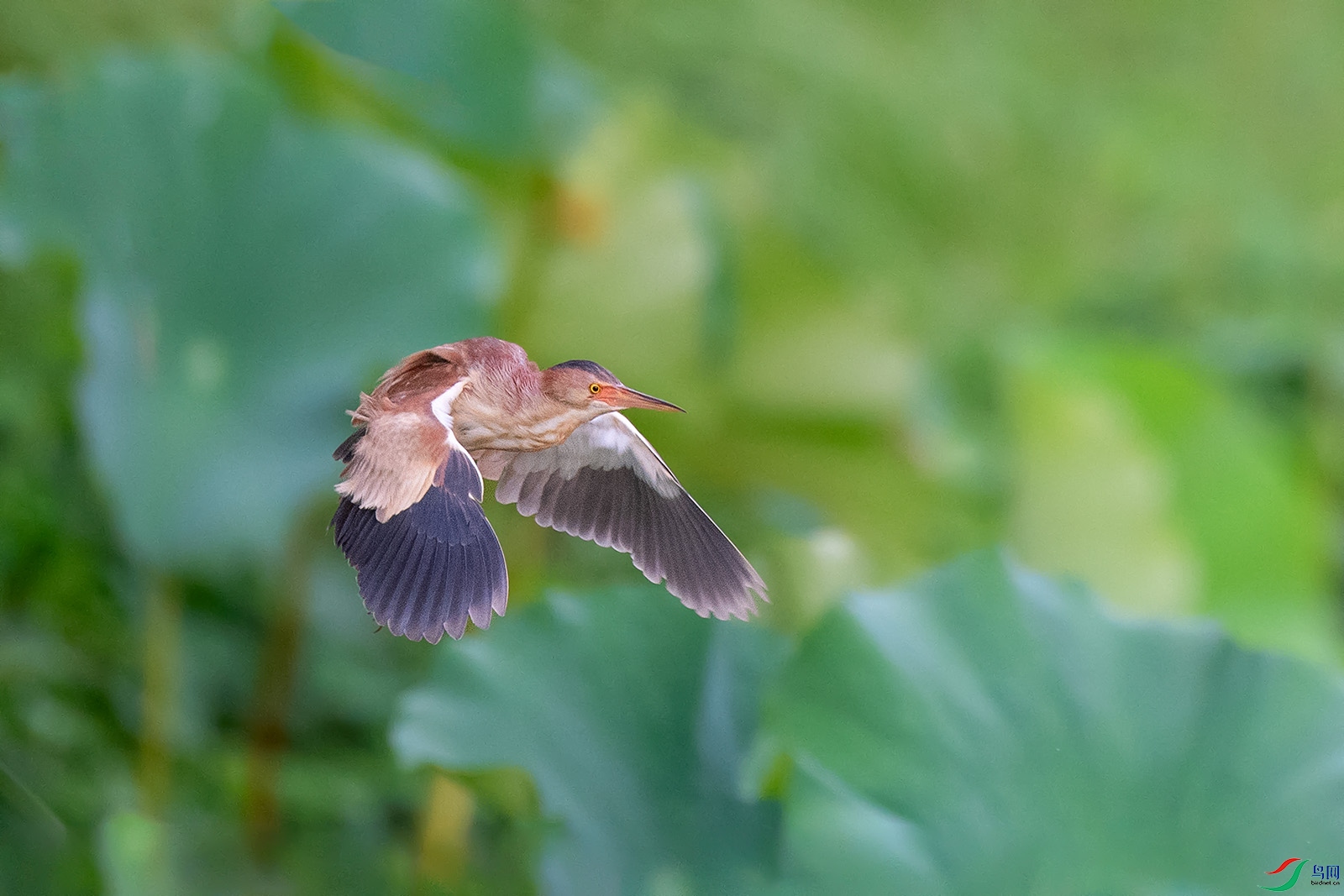 DSC_p7621.jpg