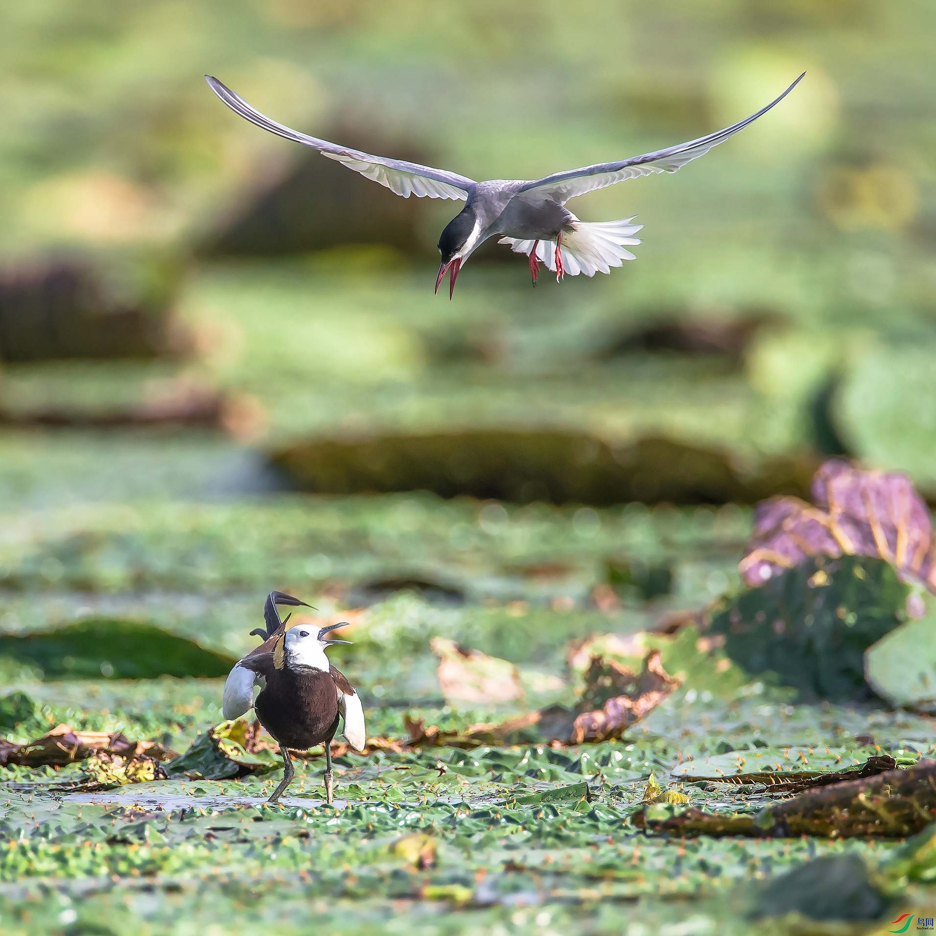 ˮ�����븡Ÿ