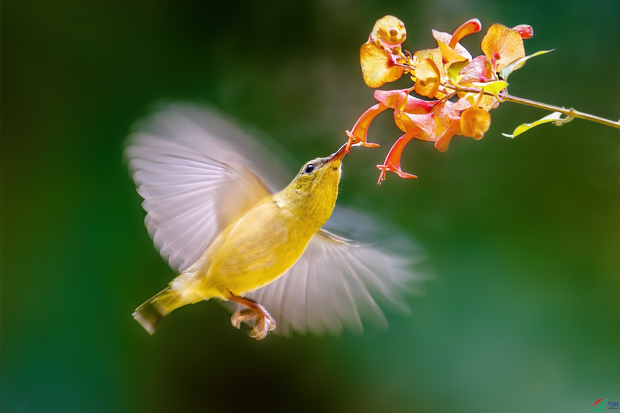 慢门逆光习作---叉尾太阳鸟