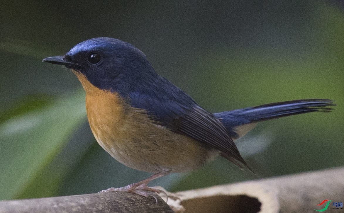 ӯ����ʯ�� (8)����.jpg