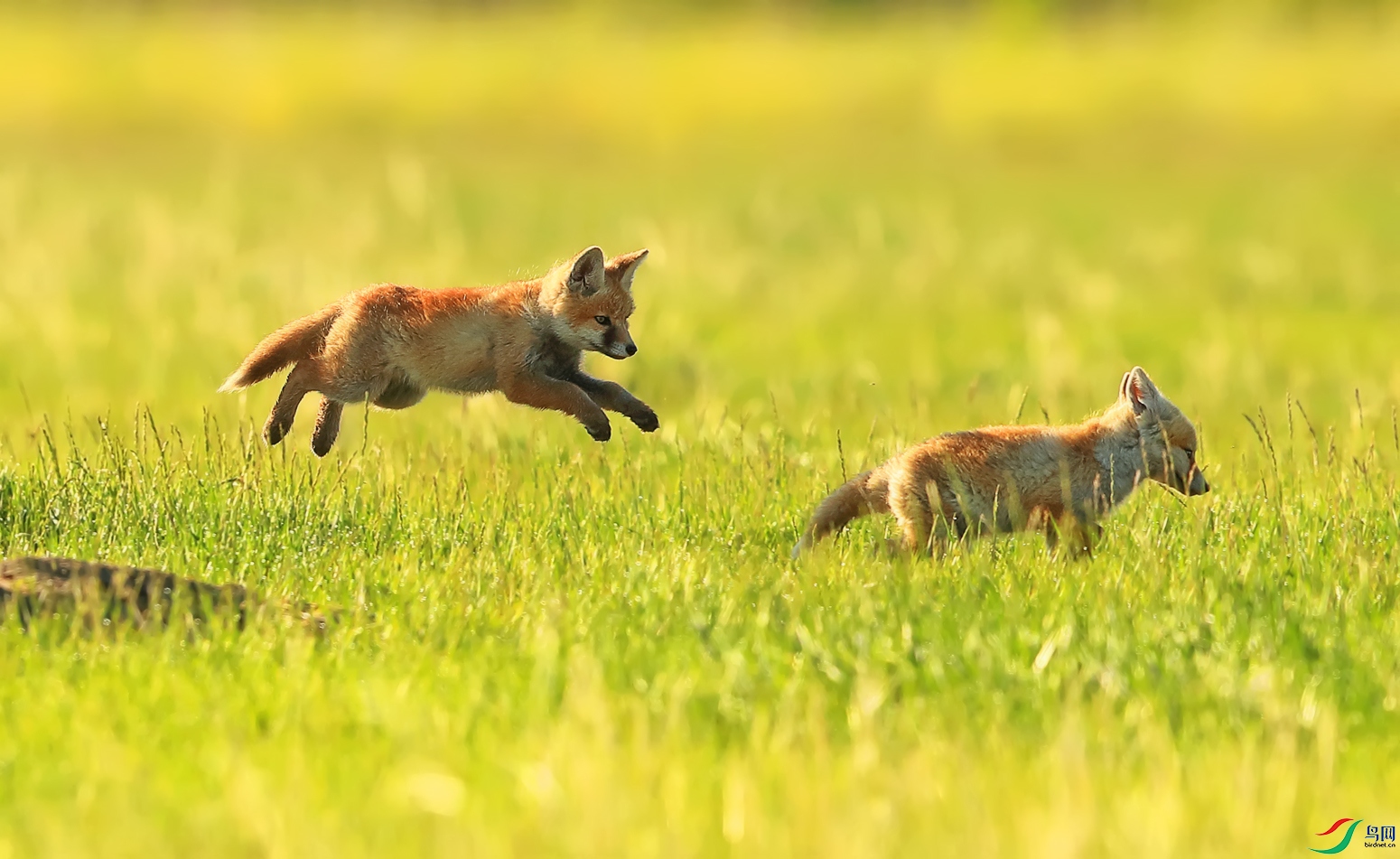 跳跃奔跑的小赤狐