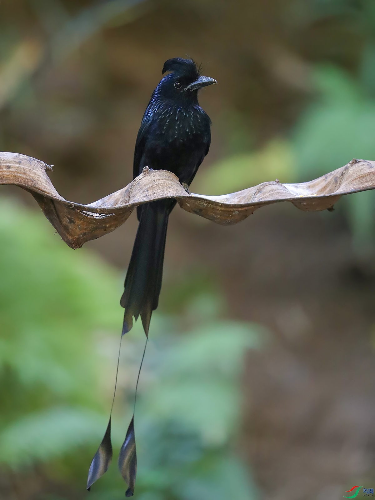 鸟网>论坛>>地方区>>甘肃版gansu>>大盘尾>