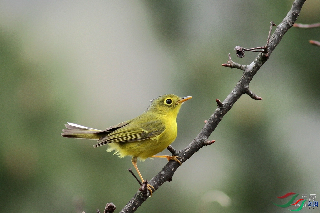 福州好鸟  老师拍摄于广东省广州市黄埔区.jpg