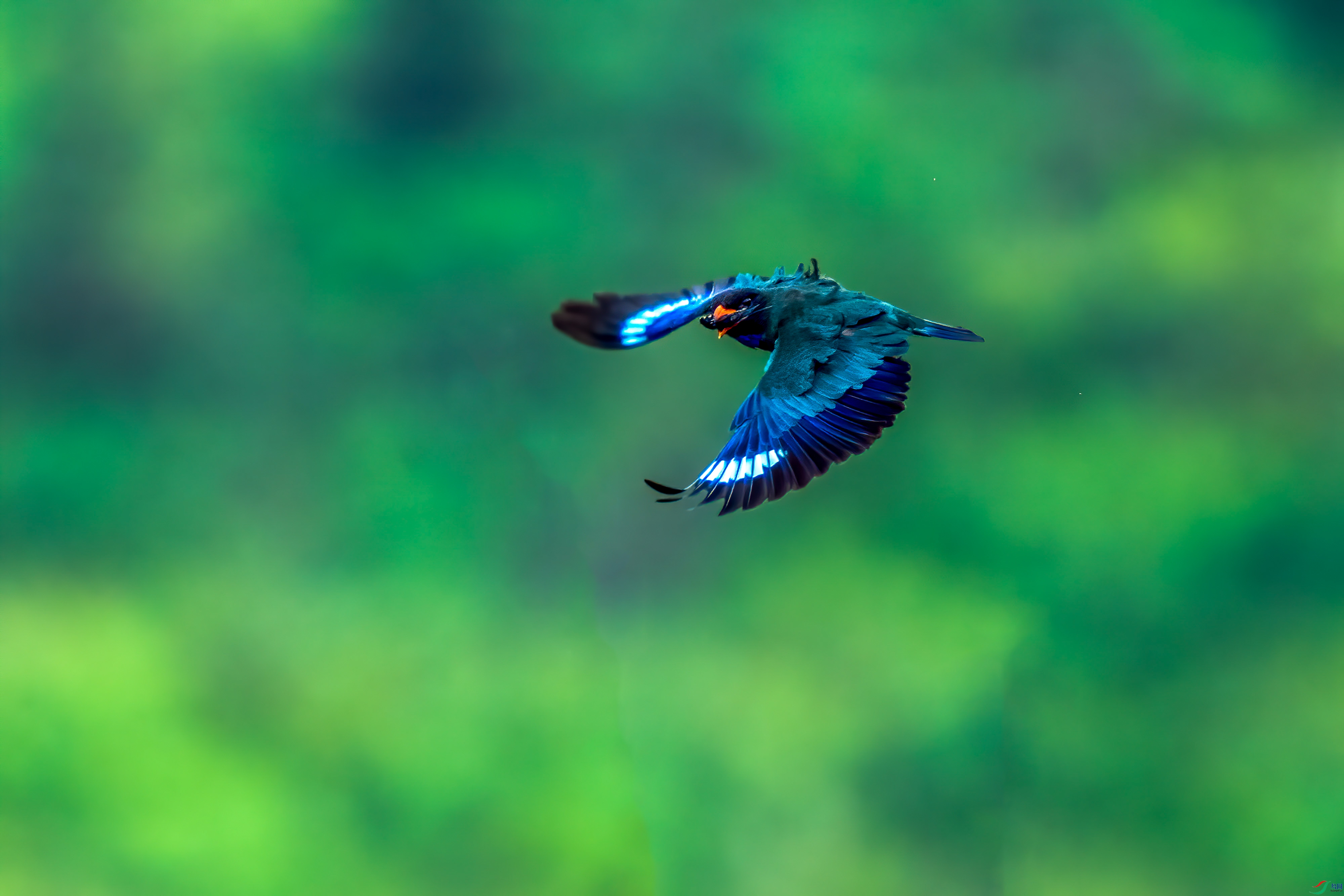 DSC_9619-1.jpg