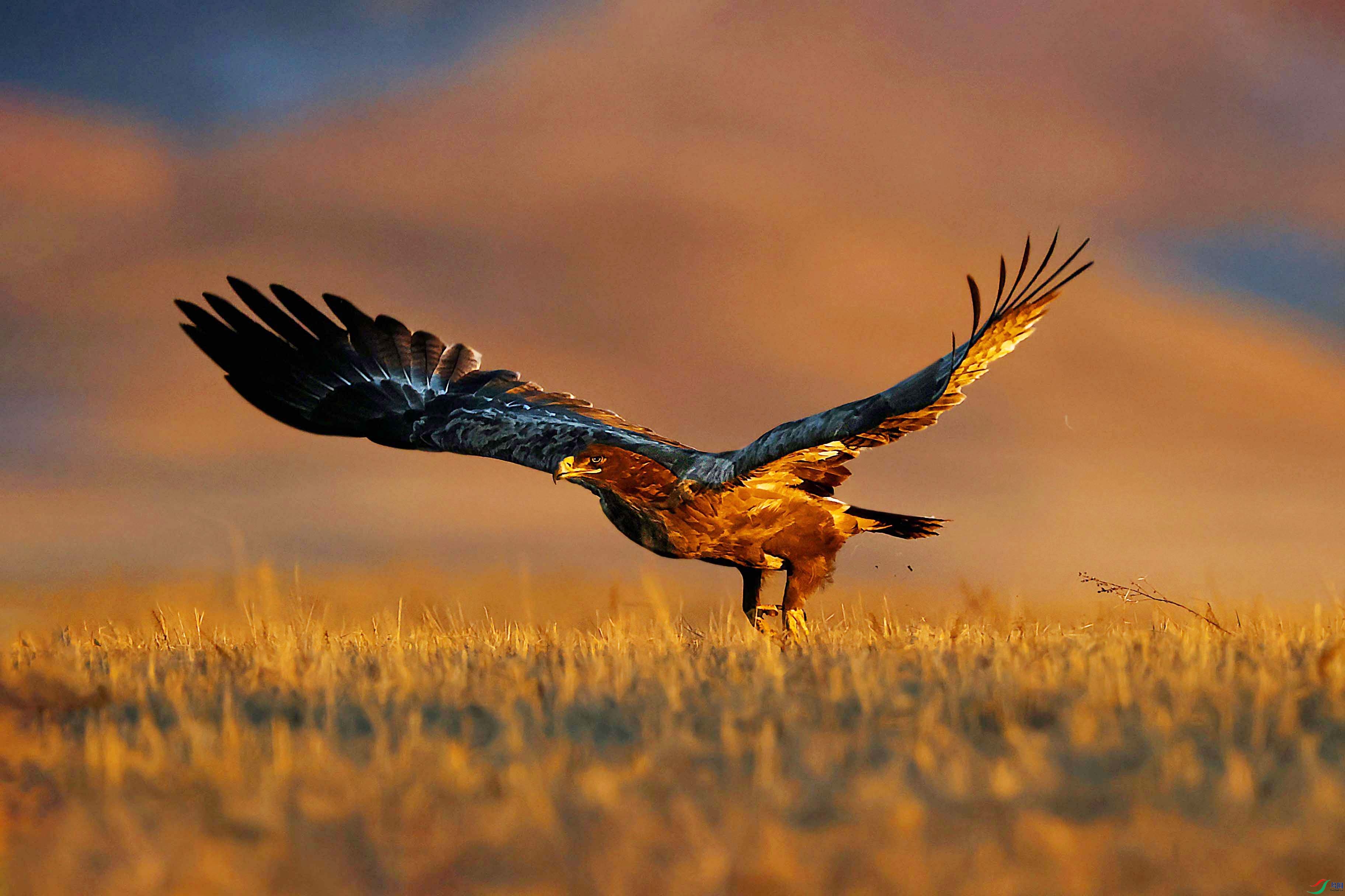 想拍到这样的光线下的鹰,我等了很久