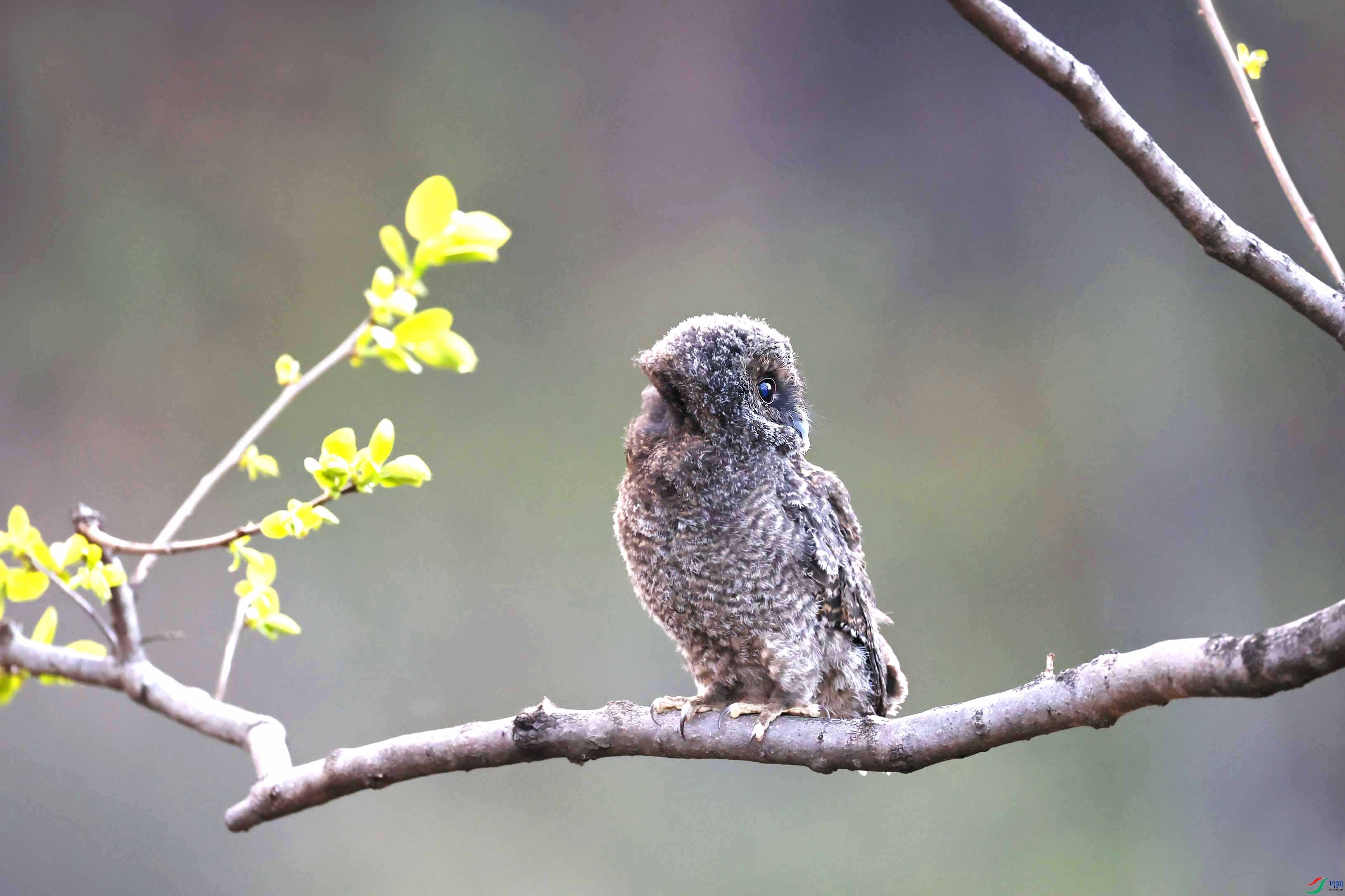 小小灰林鸮向右看